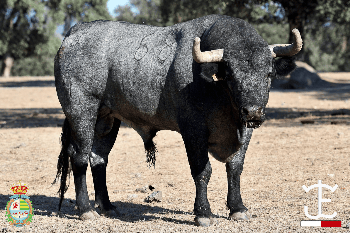 Así lucen en el campo los novillos de José Escolar para el Alfarero de Oro (Fotos)