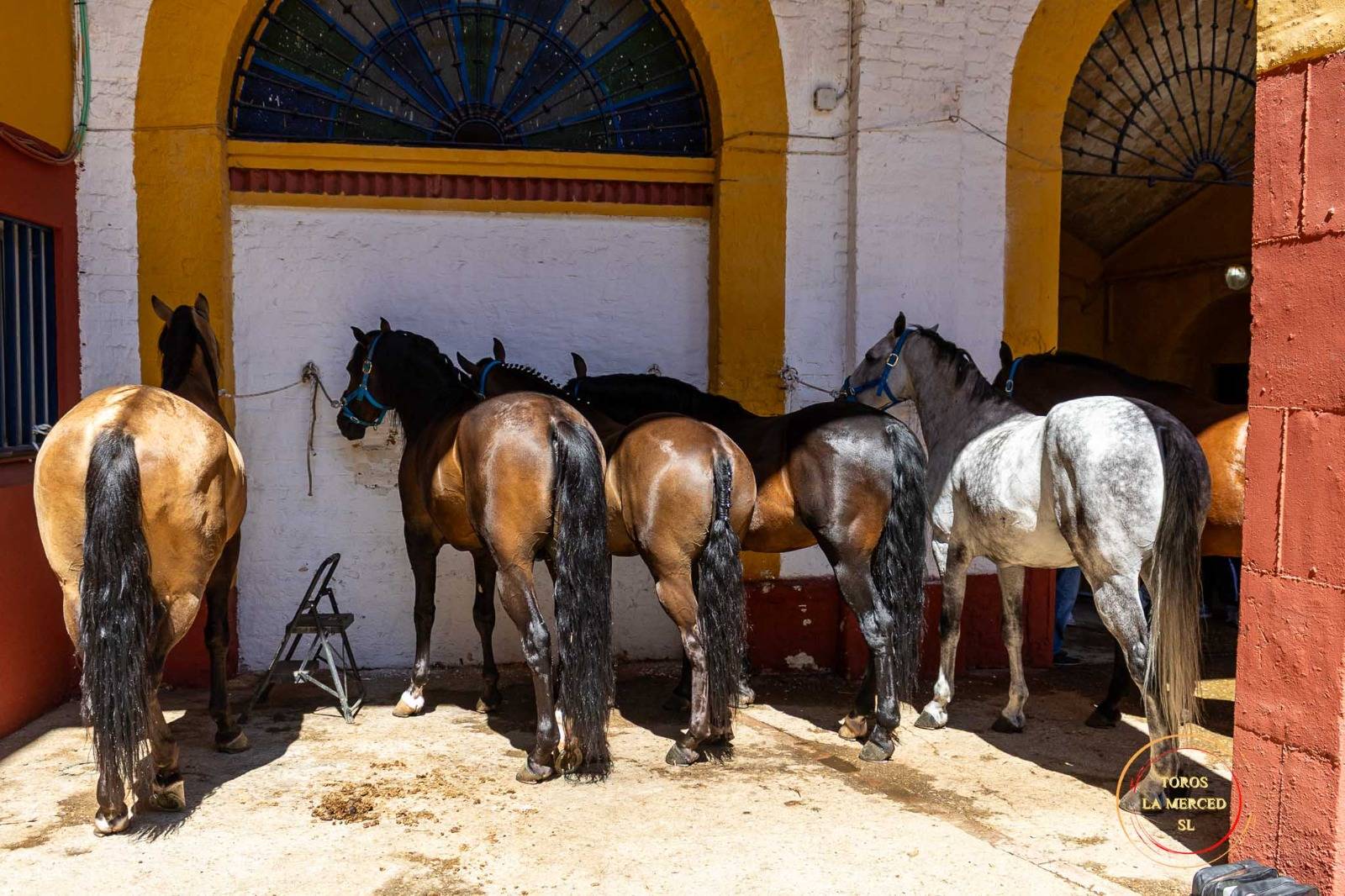 Toros de Fermín Bohórquez en los corrales de Huelva