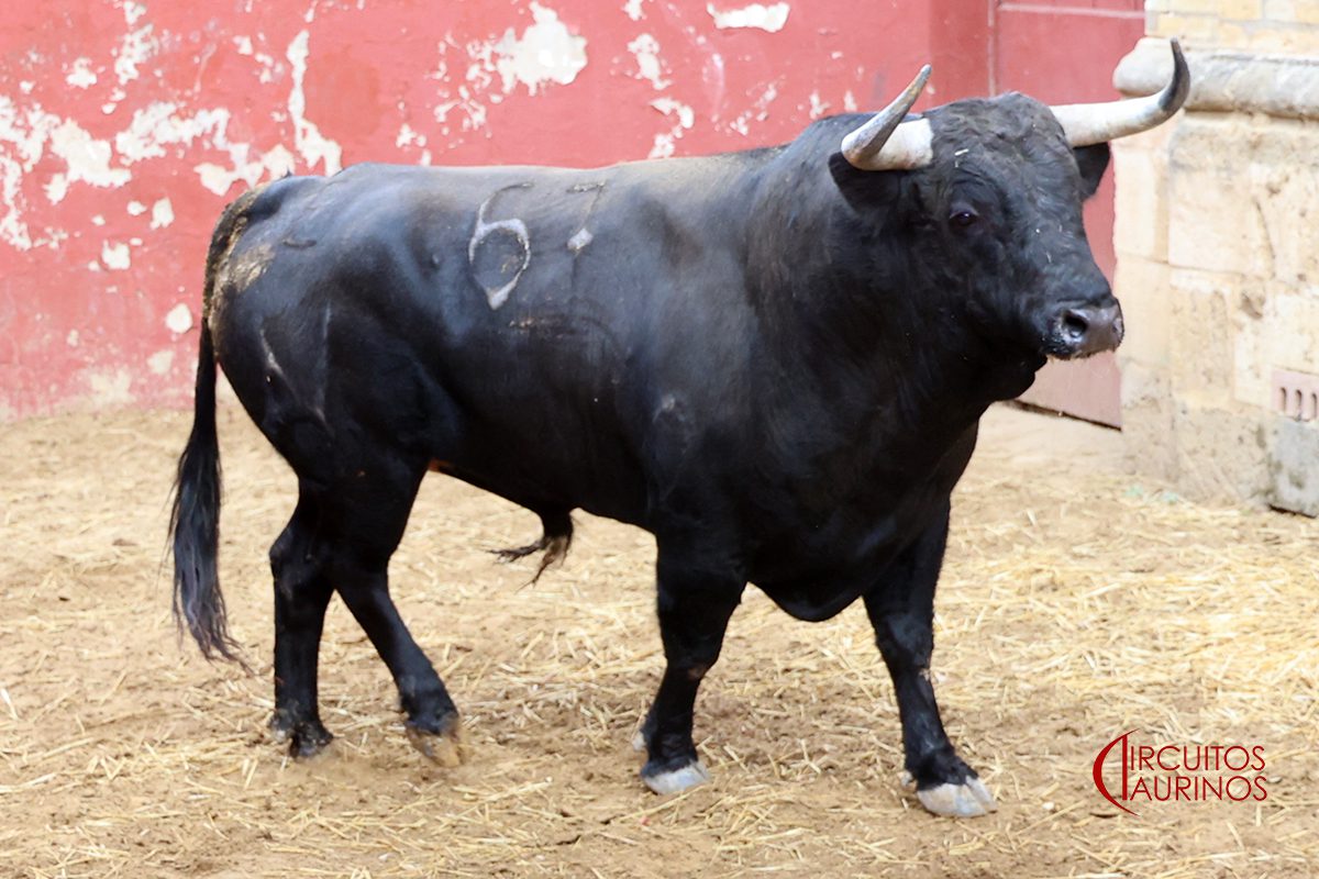 Sorteo de los toros de Álvaro Núñez en El Puerto