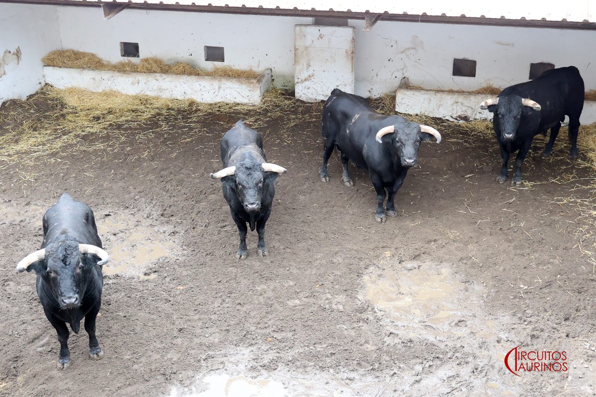 Toros de Los Espartales en los corrales de El Bibio