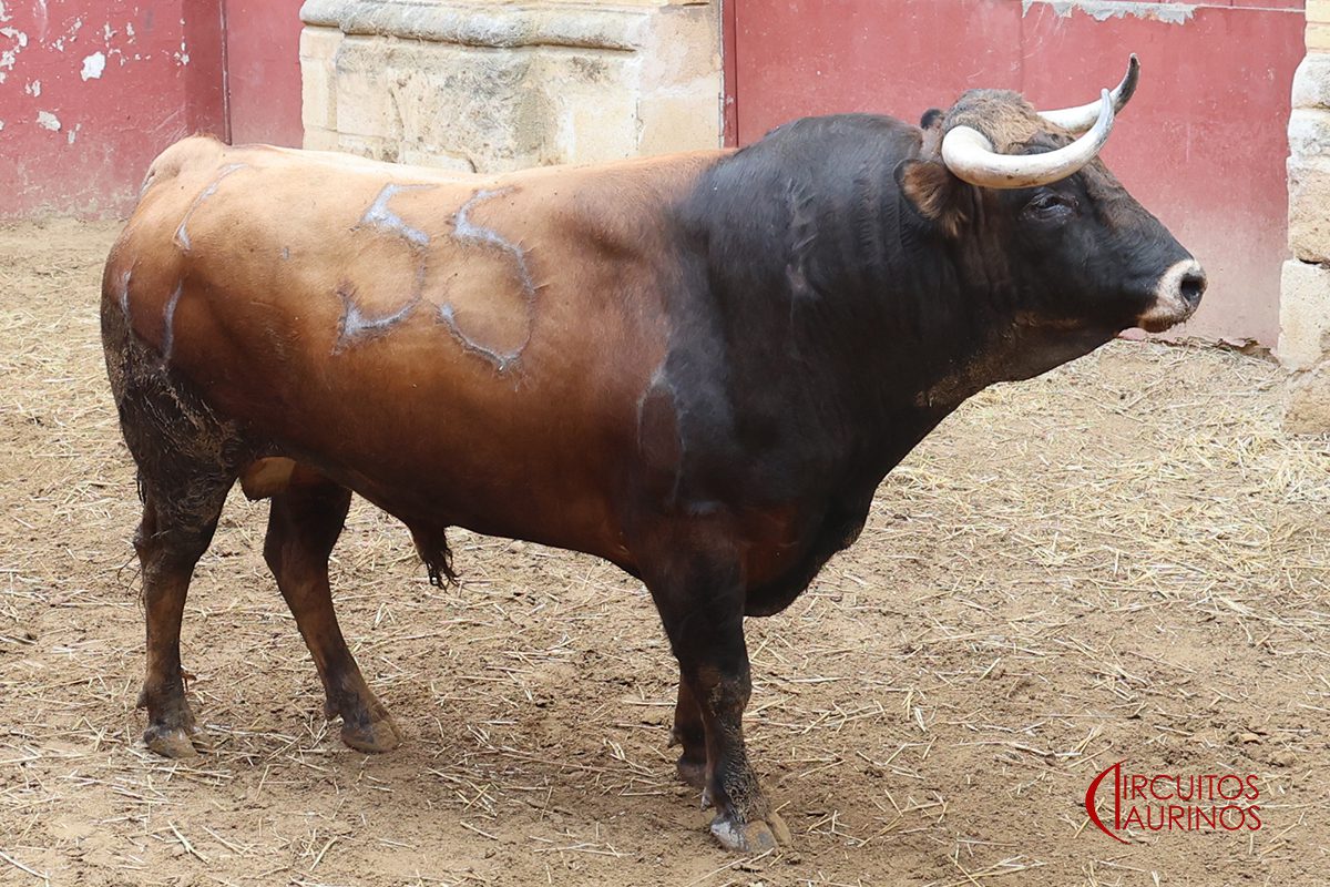 Toro de Álvaro Núñez en los corrales de la Plaza Real