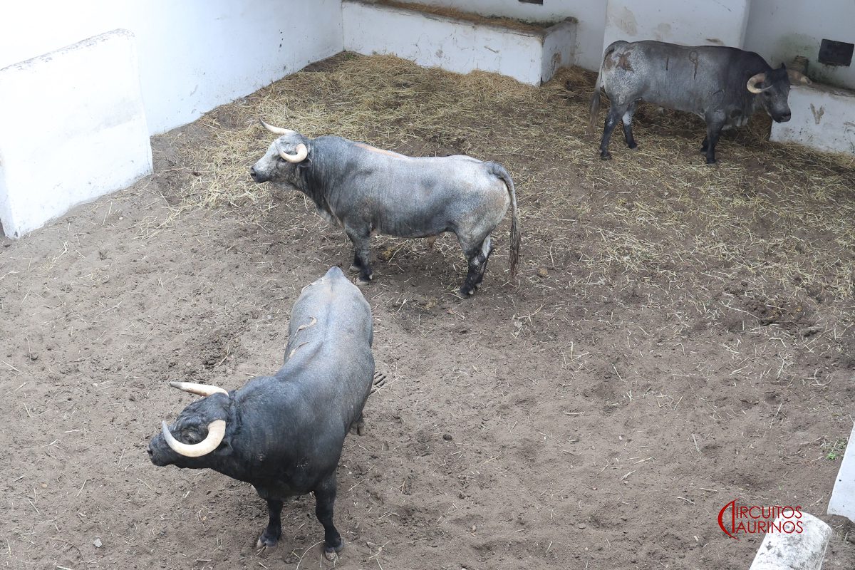 Toros de La Quinta en los corrales de El Bibio