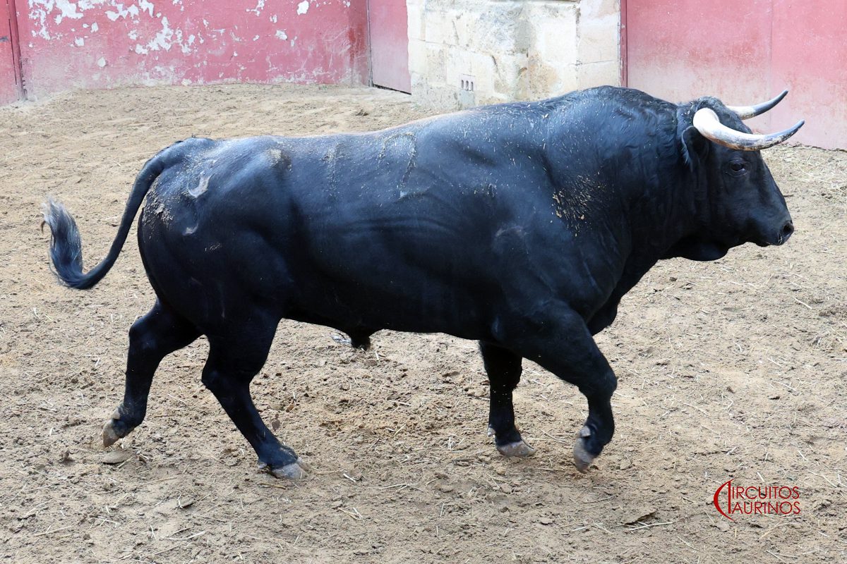 Toros de Hermanos García Jiménez en corrales 1