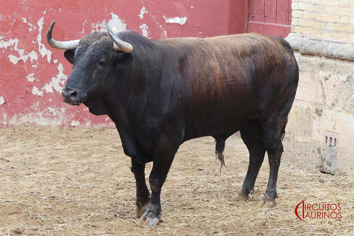 Toros de Álvaro Núñez en las dependencias interiores