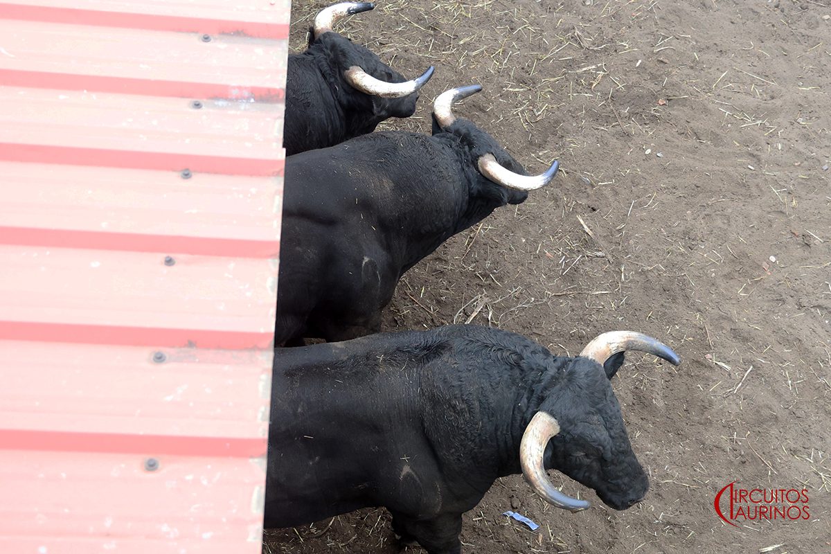 Toros de Los Espartales en los corrales de El Bibio