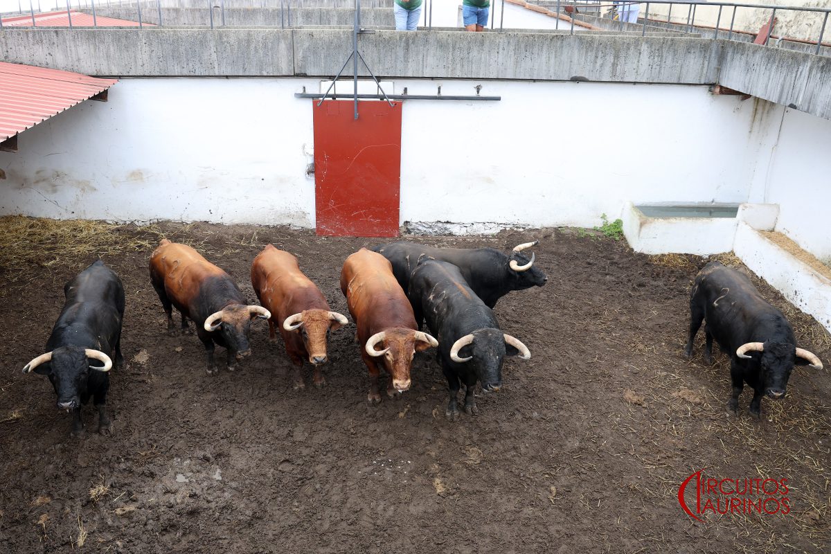 Seis de Núñez del Cuvillo para la tercera de Begoña en Gijón