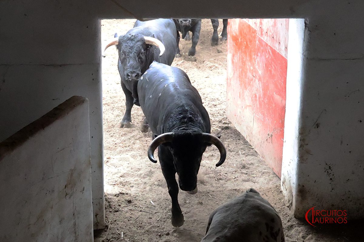 Toros de Los Espartales en los corrales de El Bibio