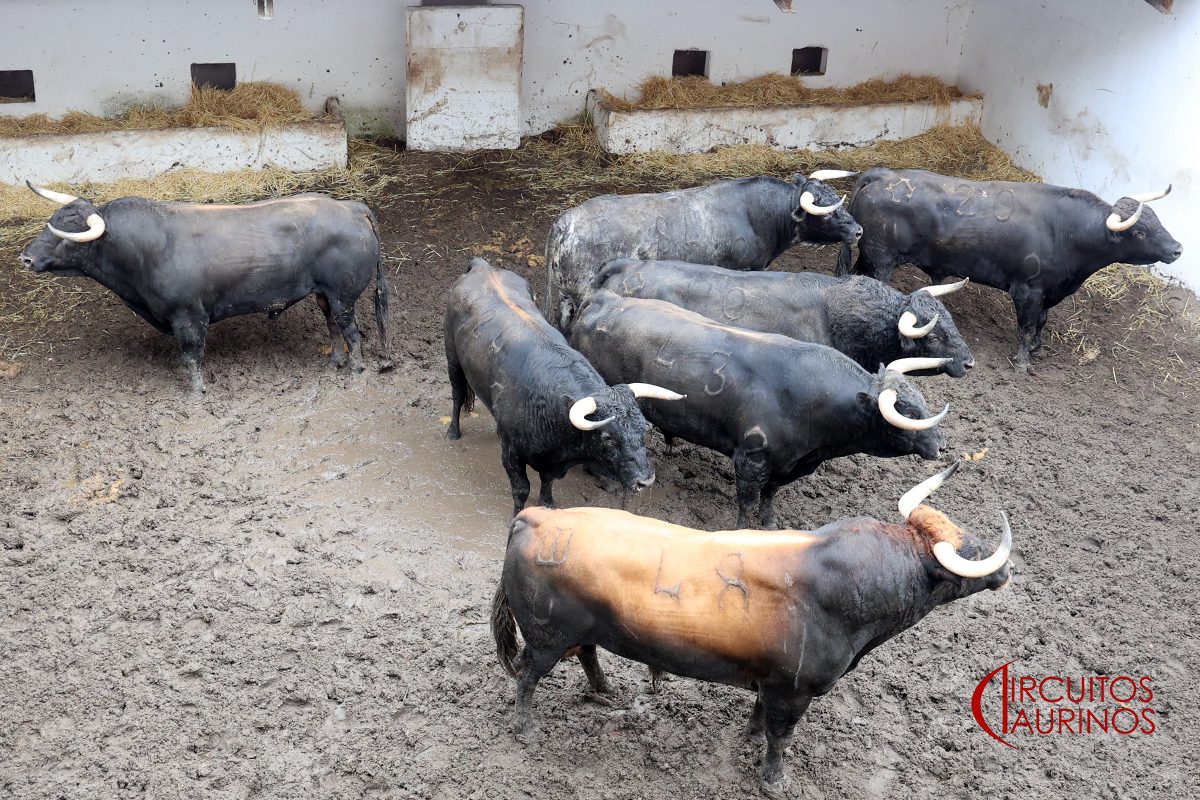 Ambiente en los corrales de El Bibio