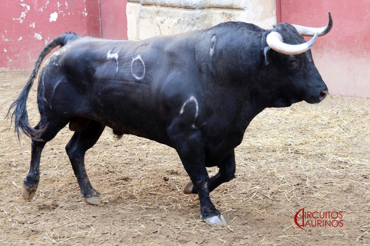 Toro de Álvaro Núñez sorteado para El Puerto