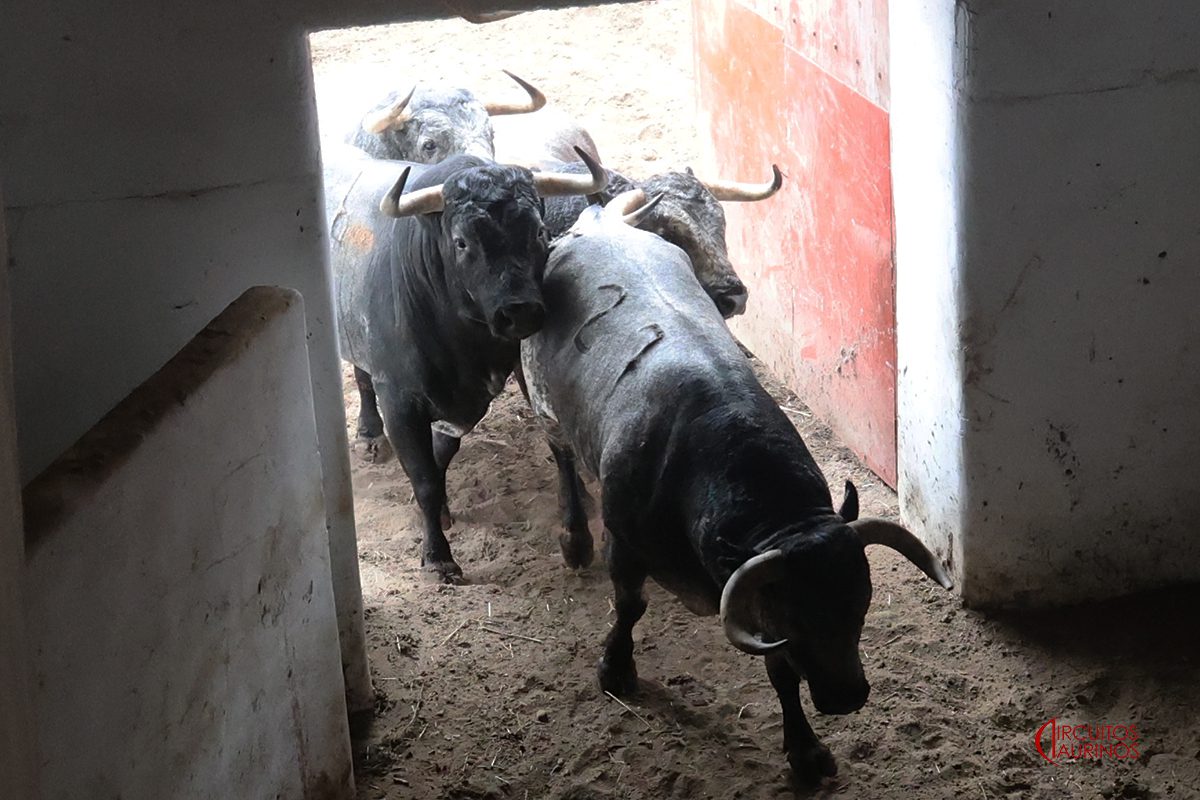 Toros de La Quinta en los corrales de El Bibio