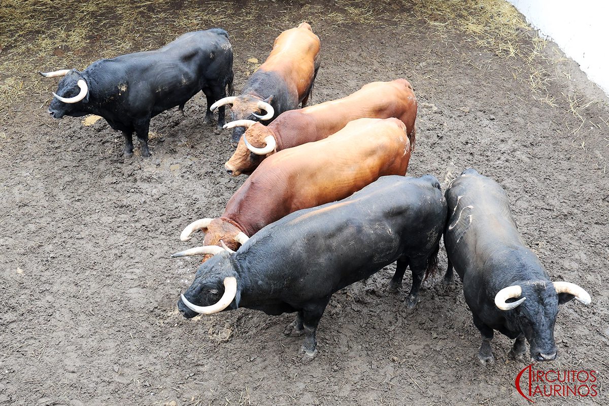 Toros de Núñez del Cuvillo en los corrales de El Bibio