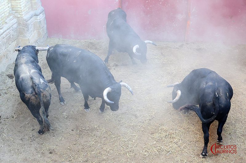 'Rondeño' de San Pelayo abre la corrida de seis rejoneadores en El Puerto de Santa María esta noche