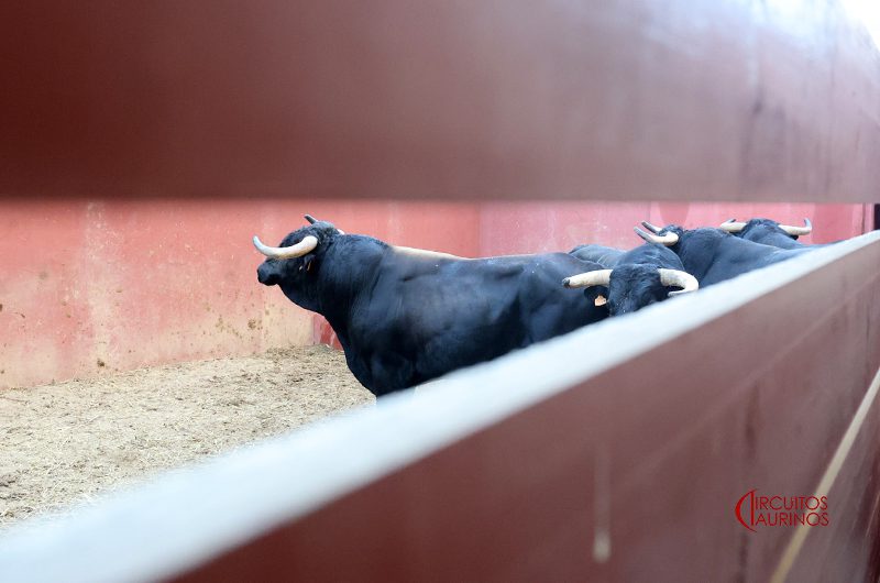 Toros de San Pelayo en los corrales de la Plaza Real 3