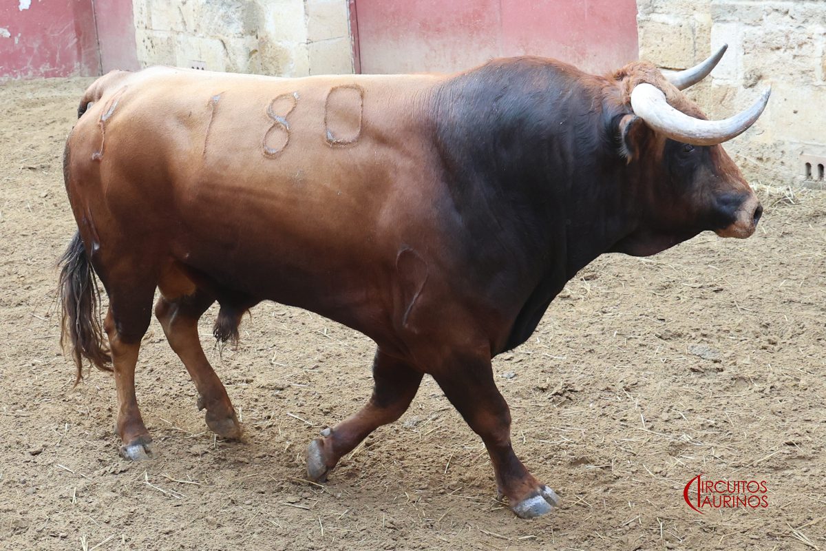 Toros de Hermanos García Jiménez en corrales 4