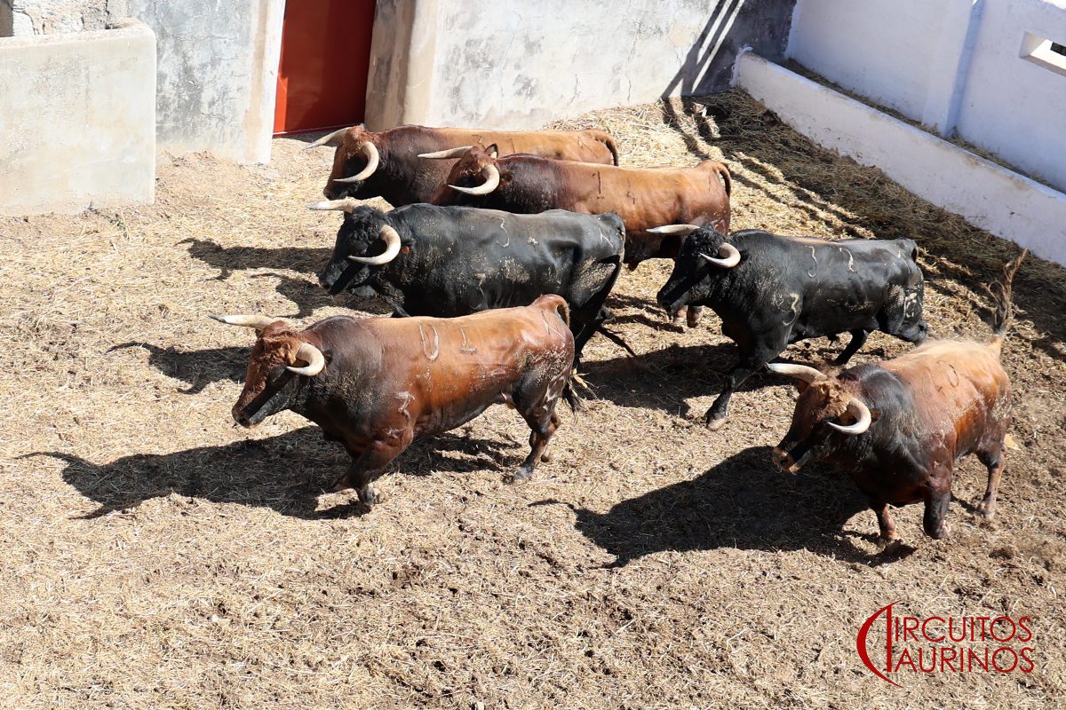 Sorteados los novillos de Blohorn que abren la feria en Colmenar Viejo