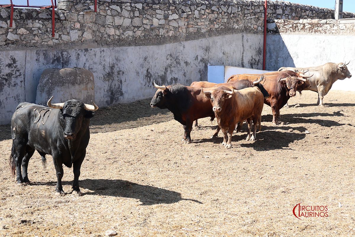 Seis de Núñez del Cuvillo para esta tarde en Colmenar Viejo
