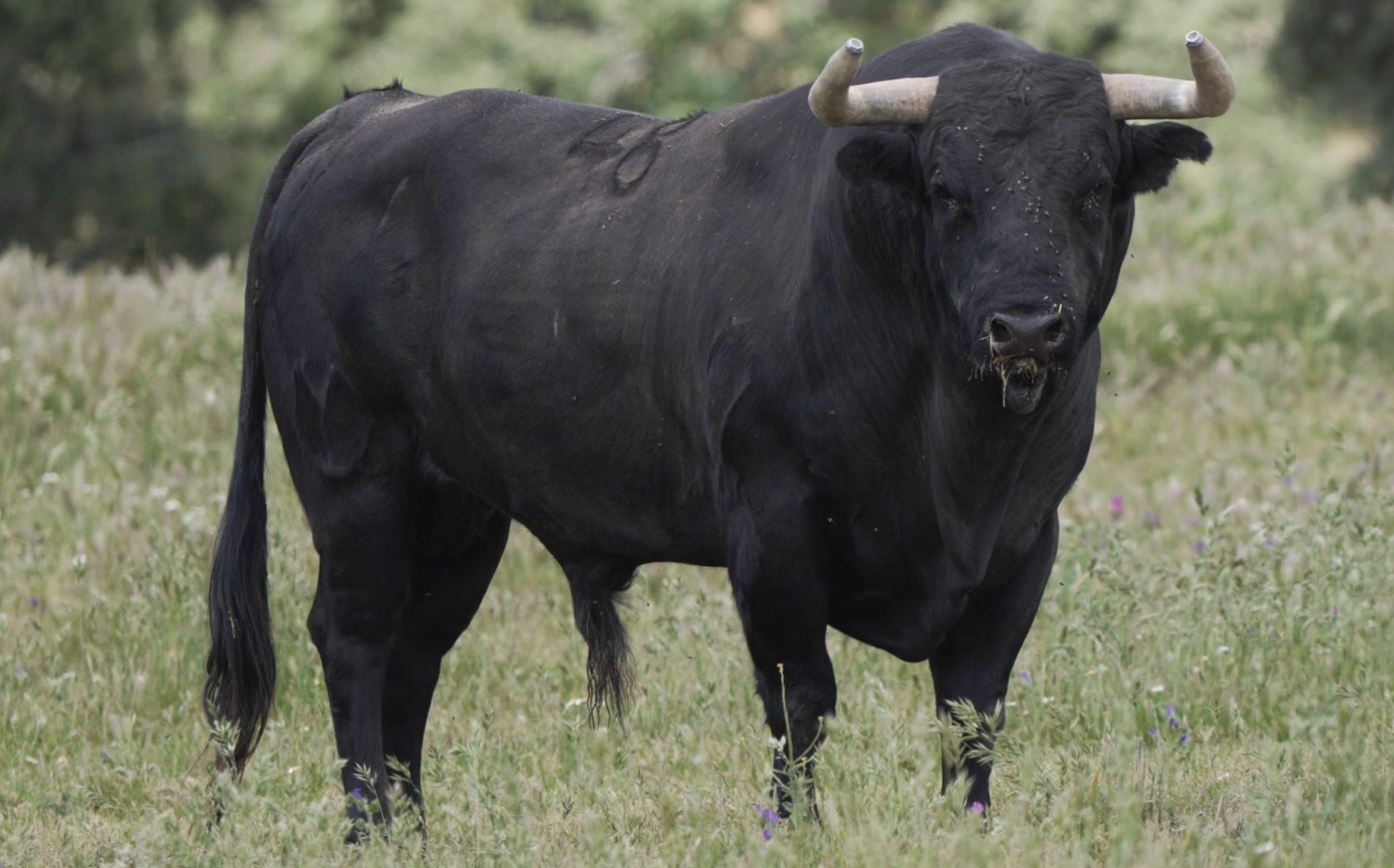 Victoriano del Río prepara una corrida de máxima seriedad para Ciudad Real (En Vídeo)