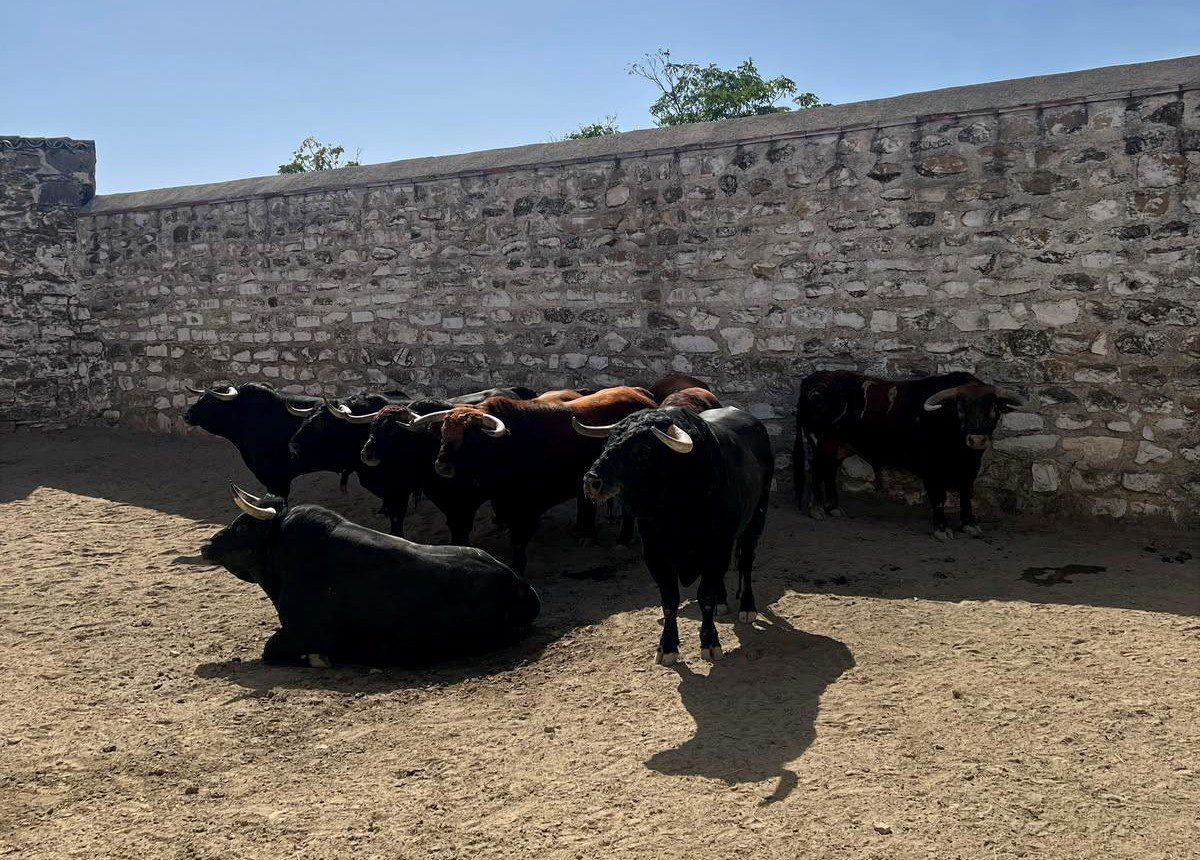 Sorteados los de Antonio Bañuelos para esta tarde en Baeza