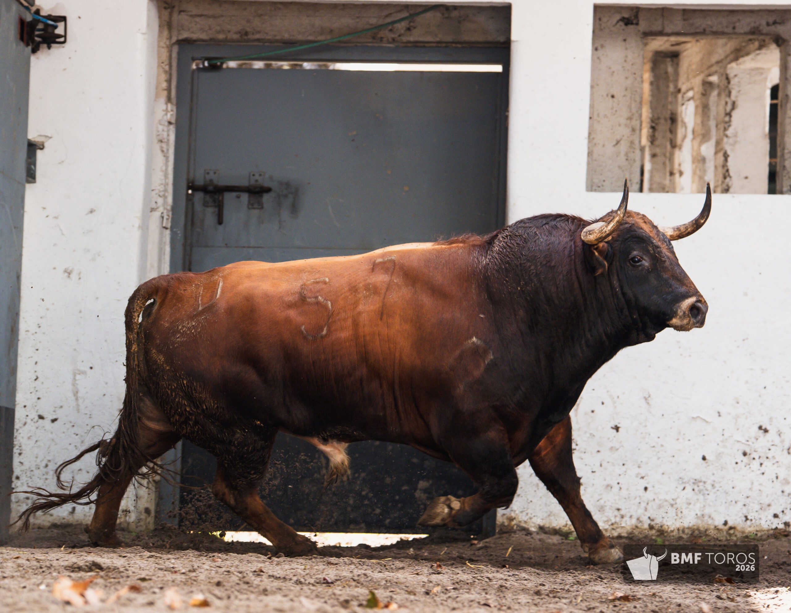 Exaltado, segundo toro de Garcigrande