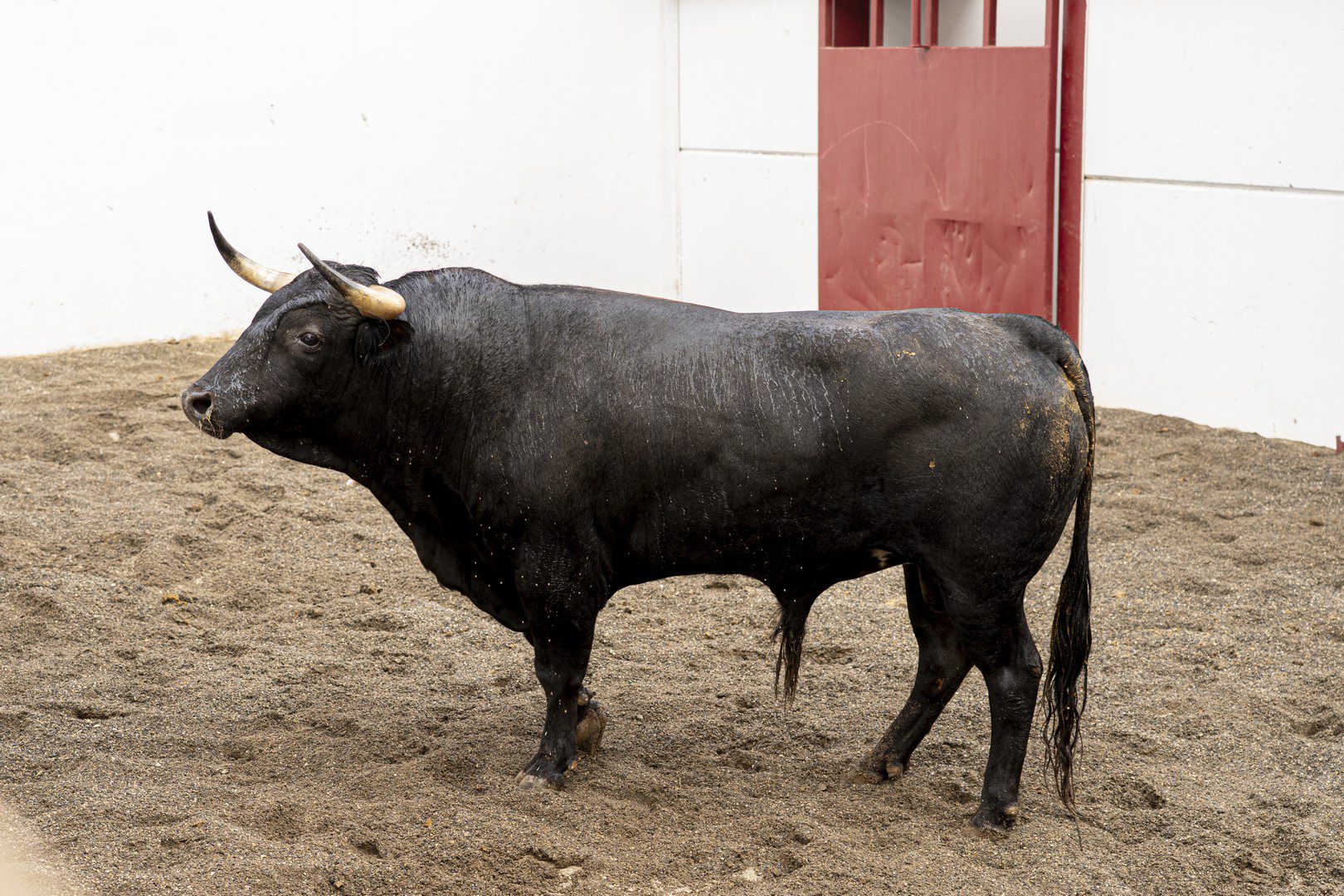 2.º novillo, ZARRAPASTROSO, de López Gibaja