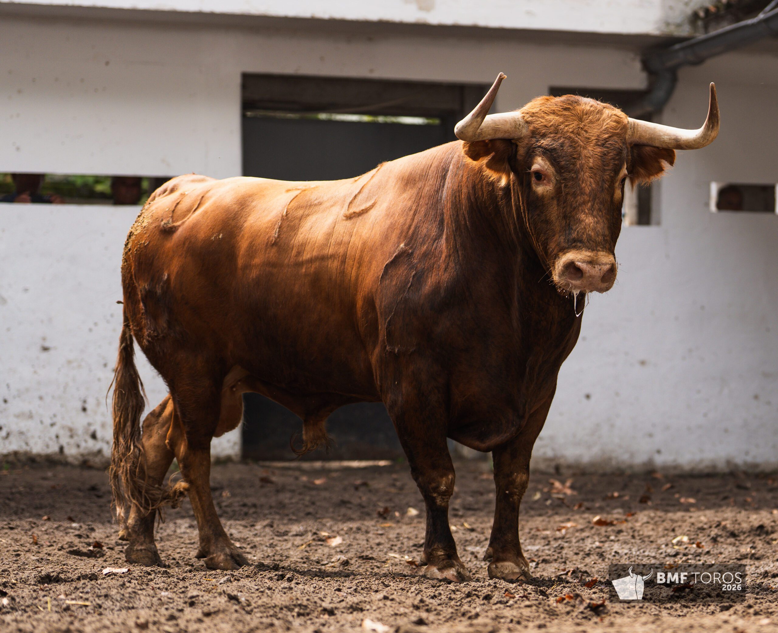 Maicero