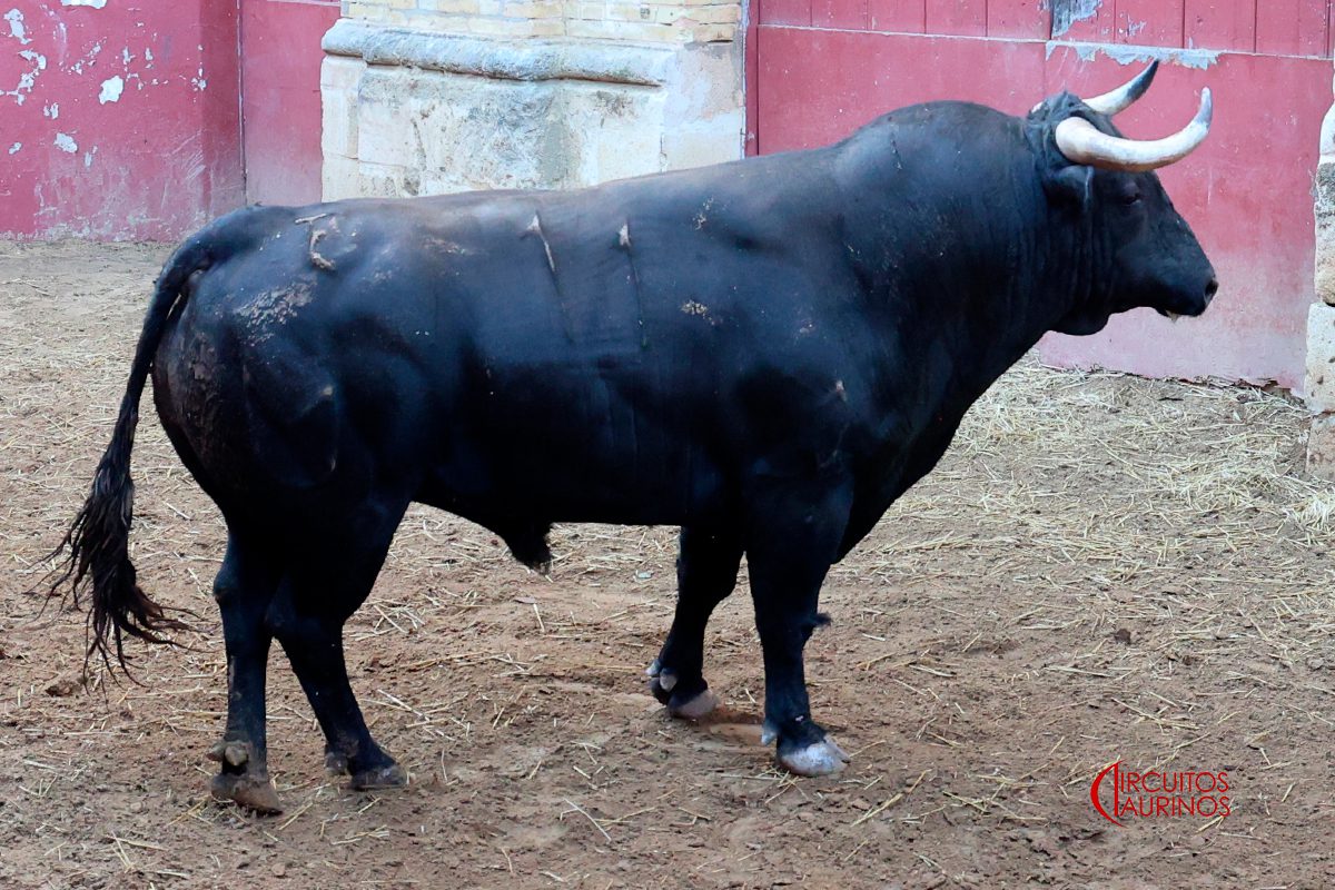 Toros sorteados para El Puerto de Santa María