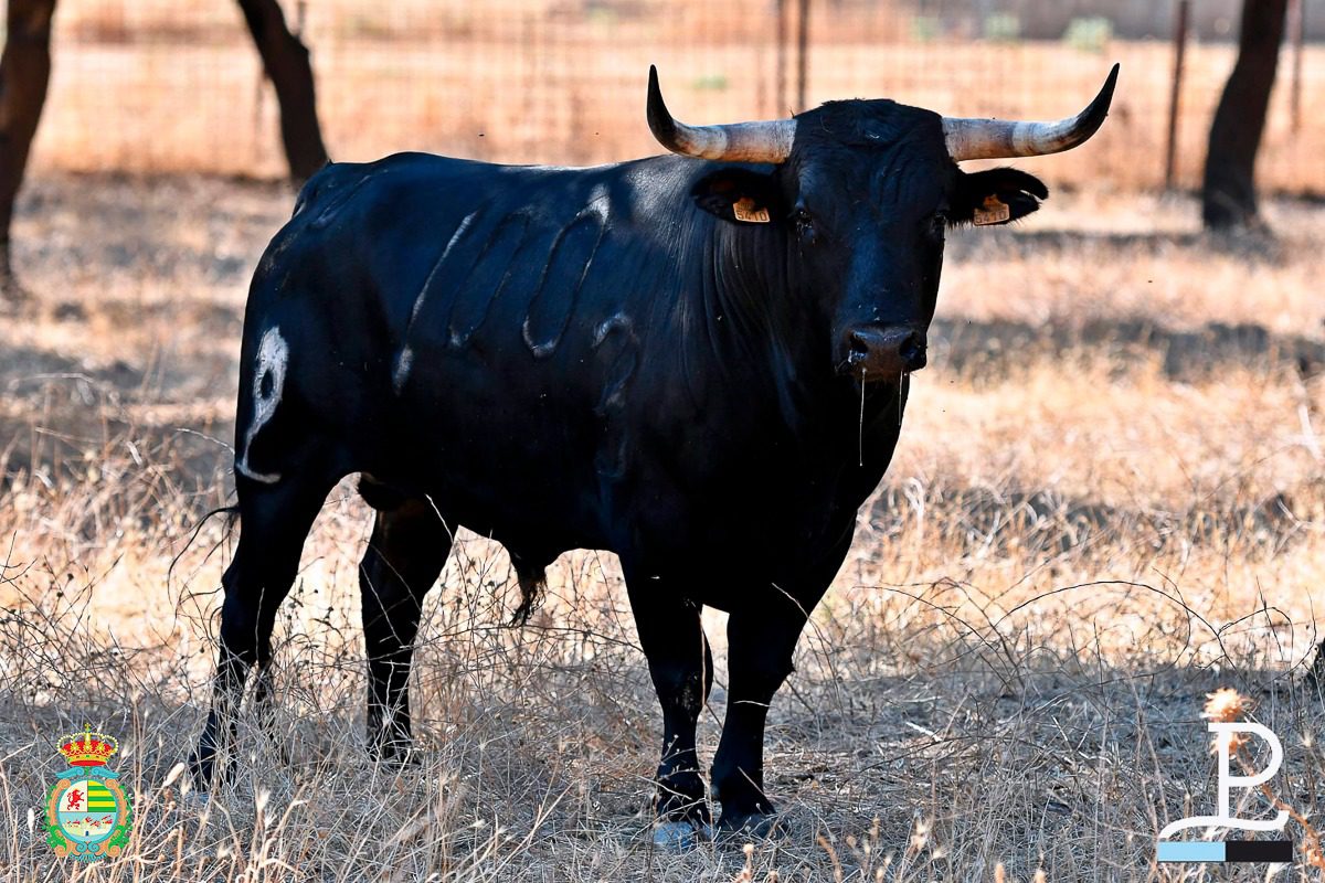 Tonadillo