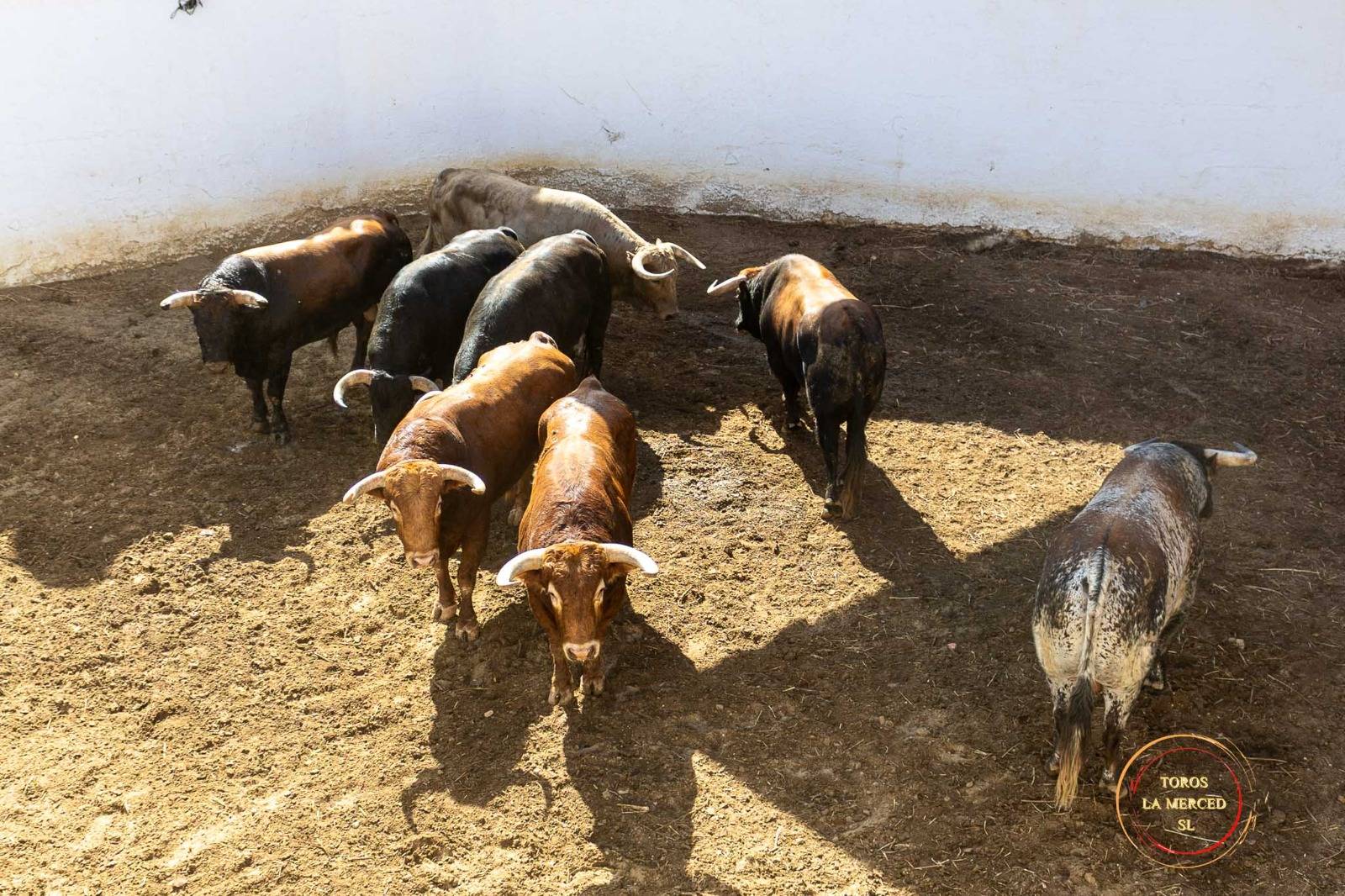 Toros de Juan Pedro Domecq en los corrales de Huelva