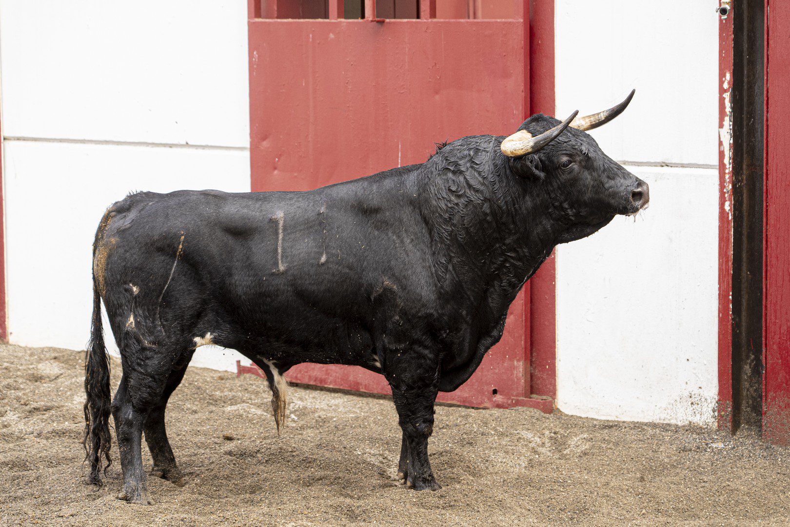 3.º novillo, CARDILLO, de López Gibaja