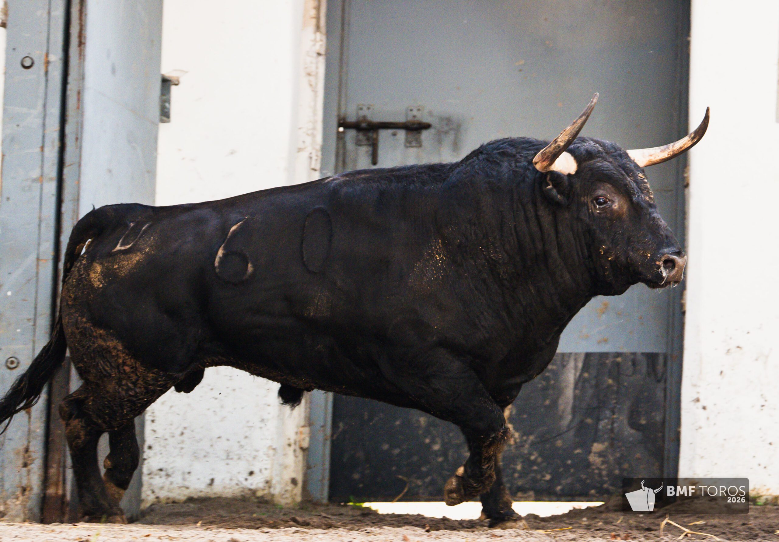 Juerguista, tercer toro de Garcigrande