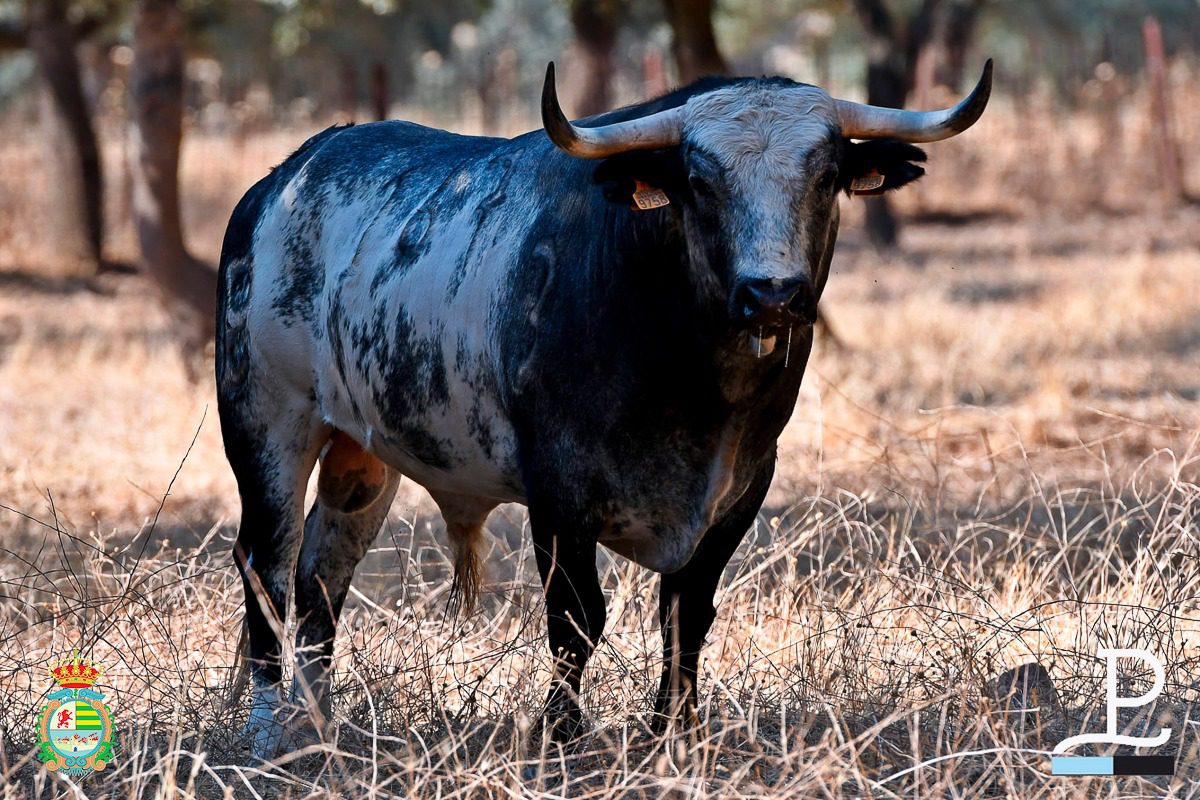 Así lucen en el campo los novillos de Alcurrucén para el Alfarero de Oro (Fotos)