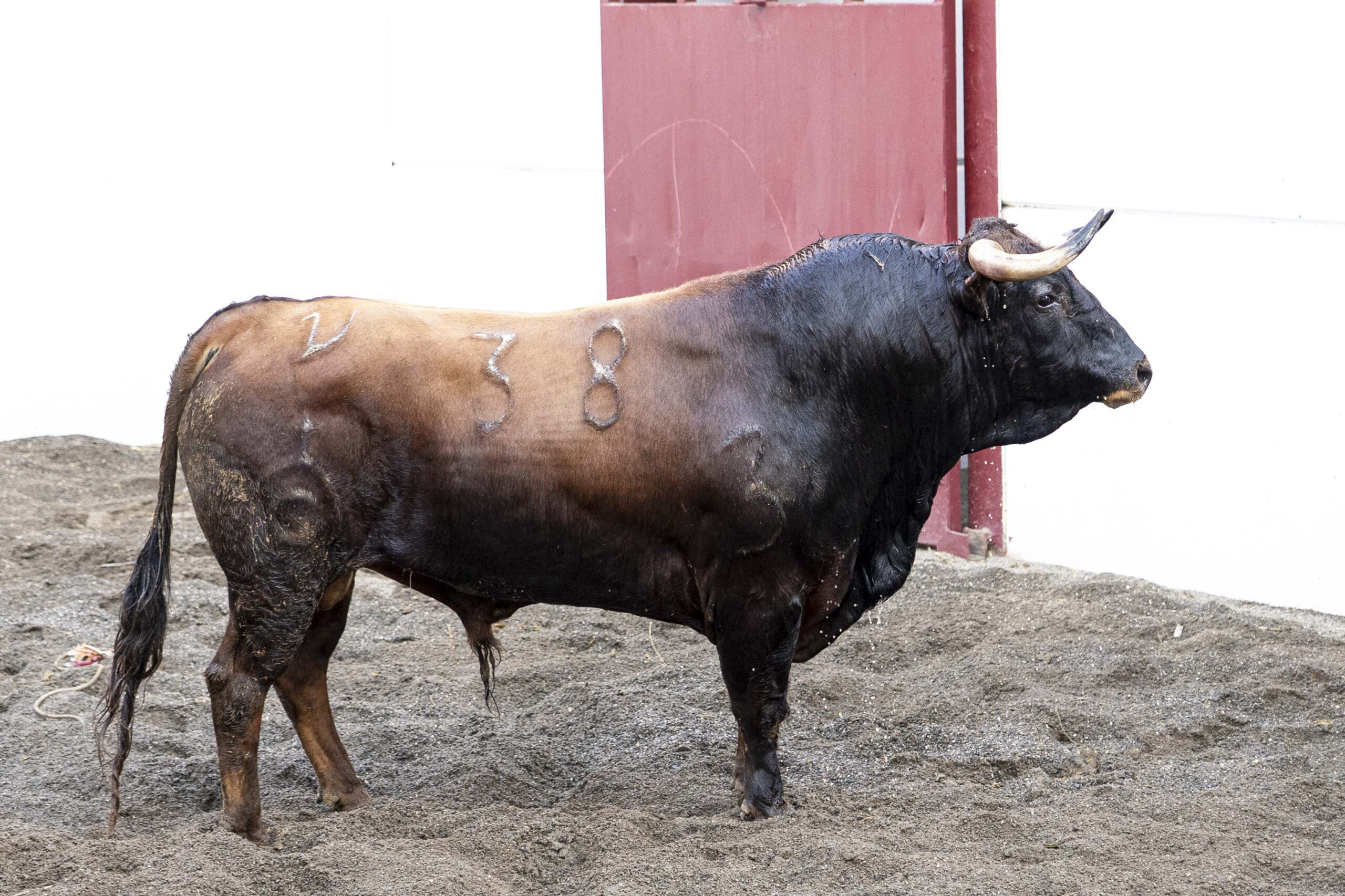 4.º Esterón