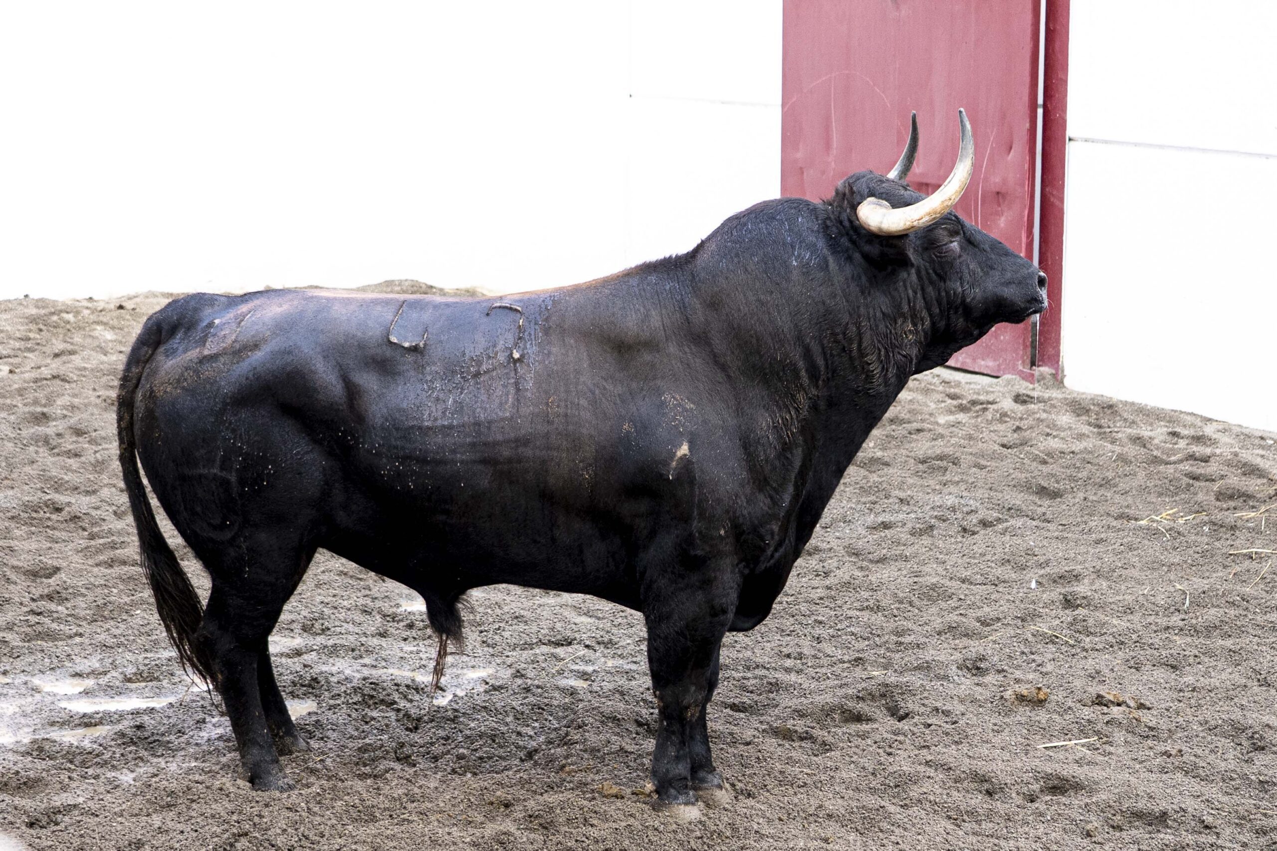 Salinero