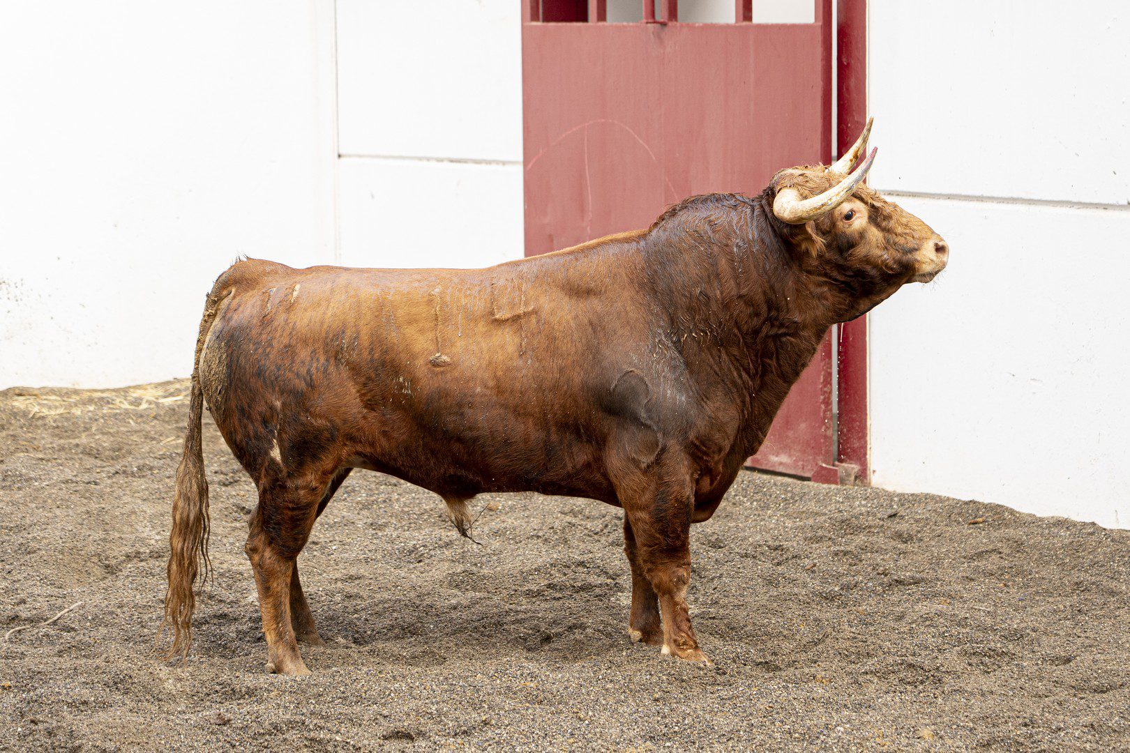4.º novillo, CEBOLLERO, de López Gibaja