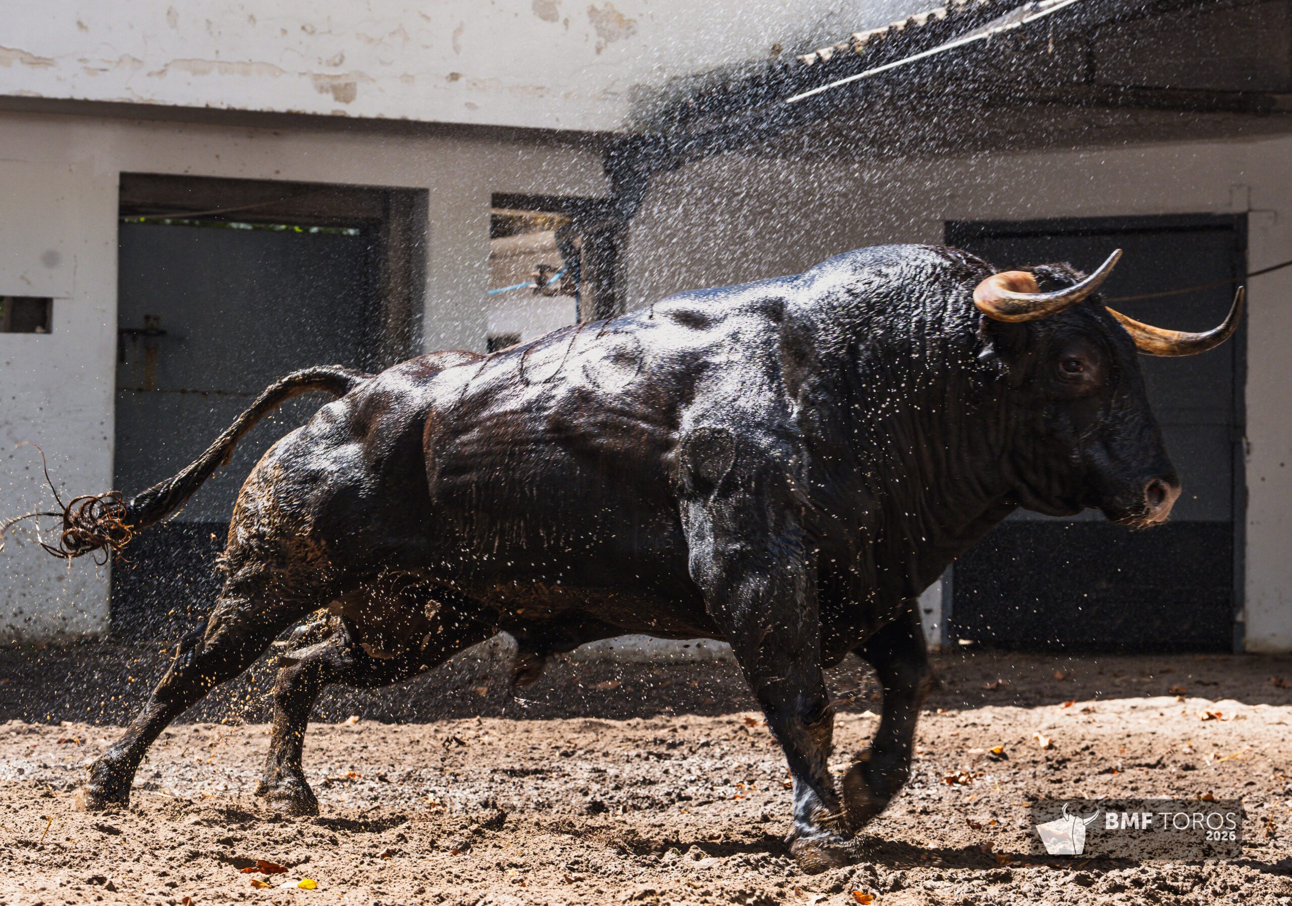 Fandanguillo, cuarto toro de Garcigrande