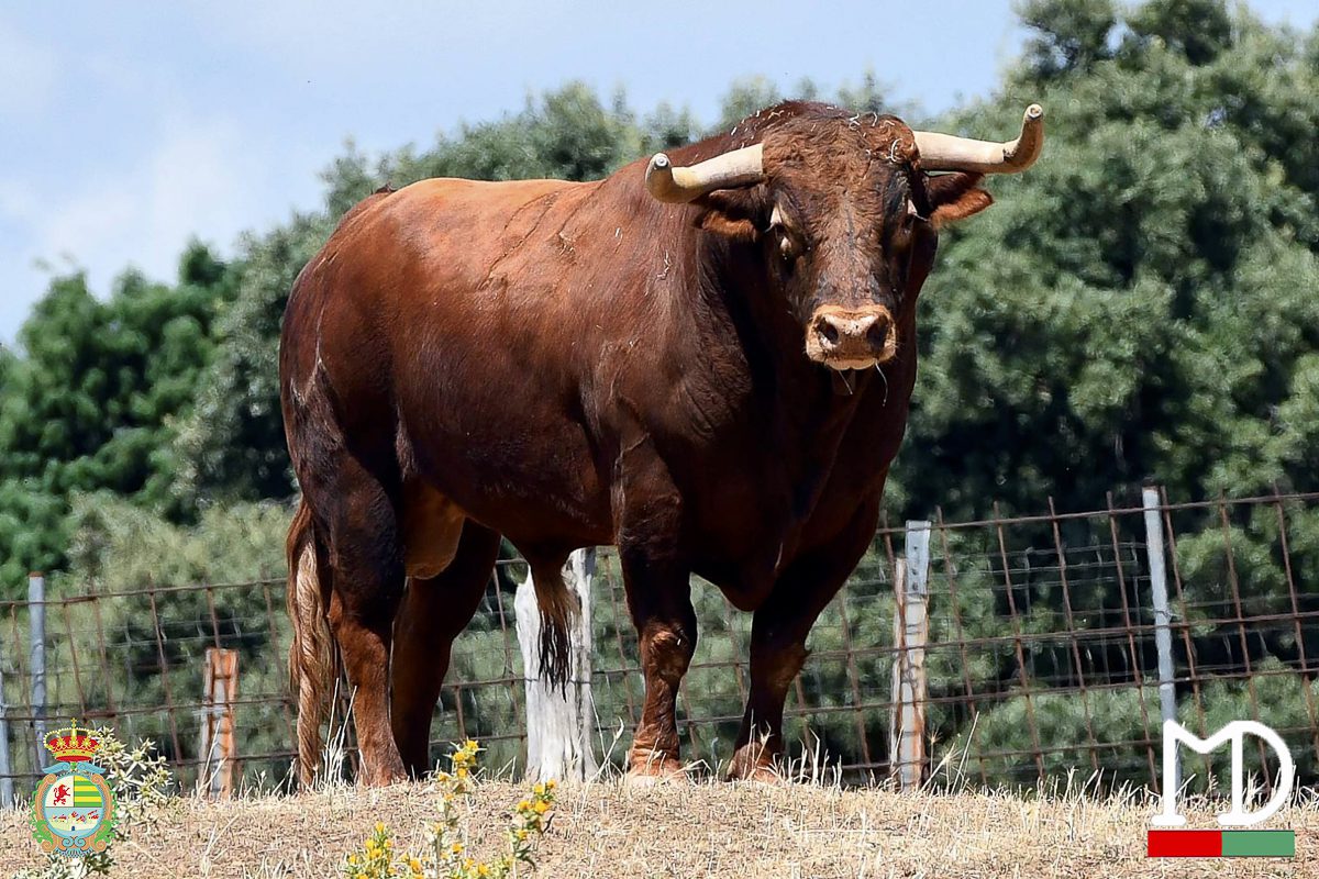 Hondero