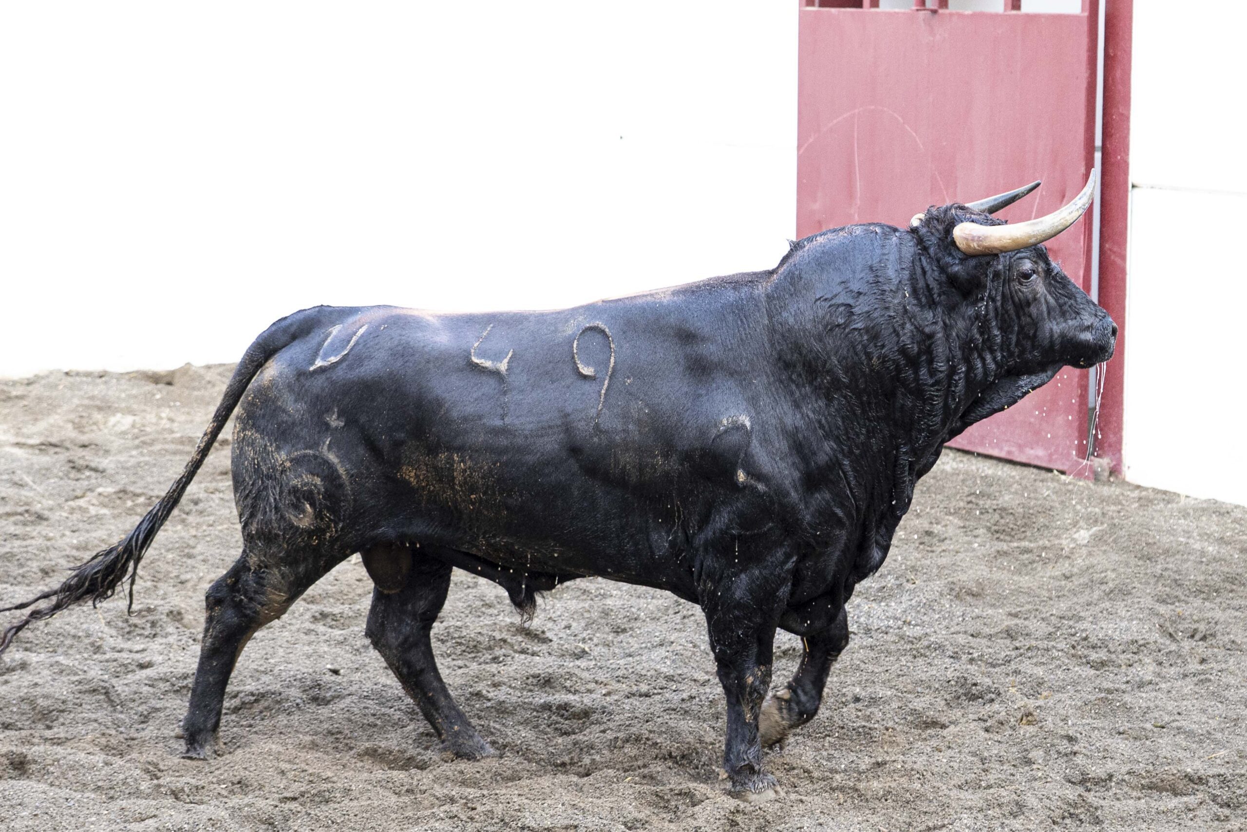5.º Jupio