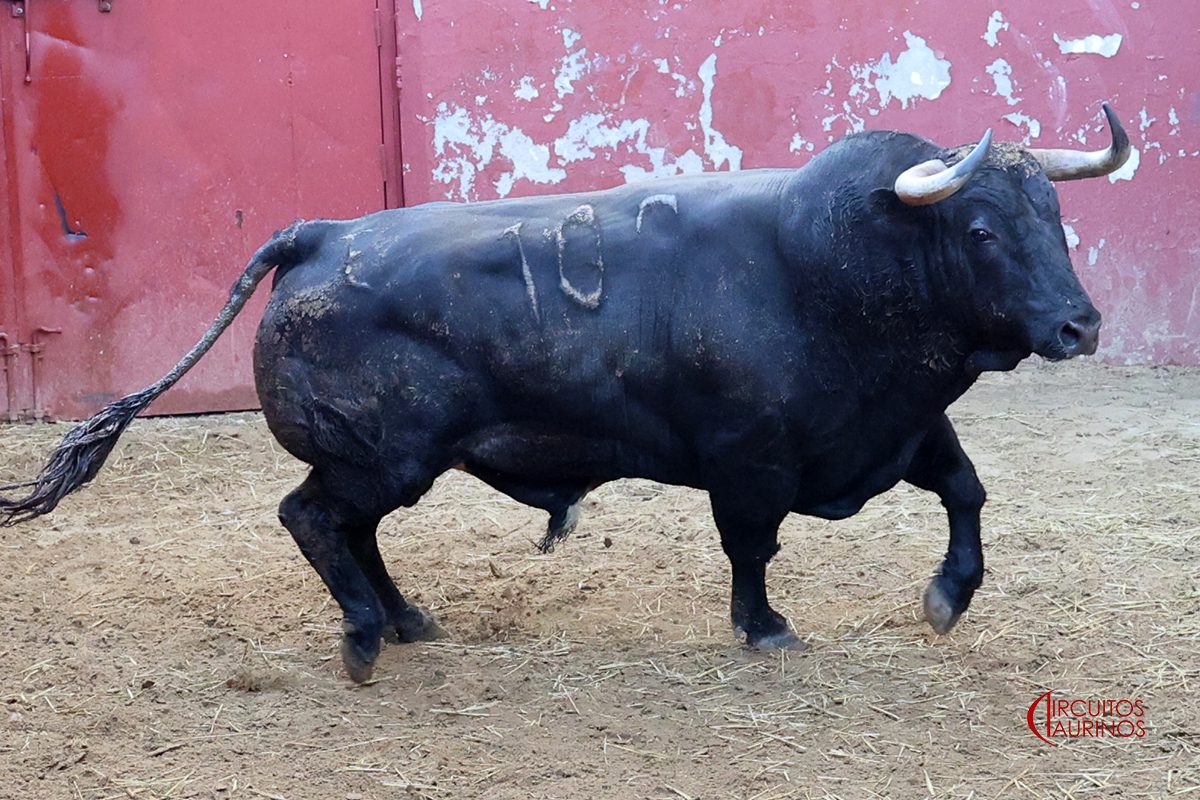 Toro de Núñez del Cuvillo antes del festejo