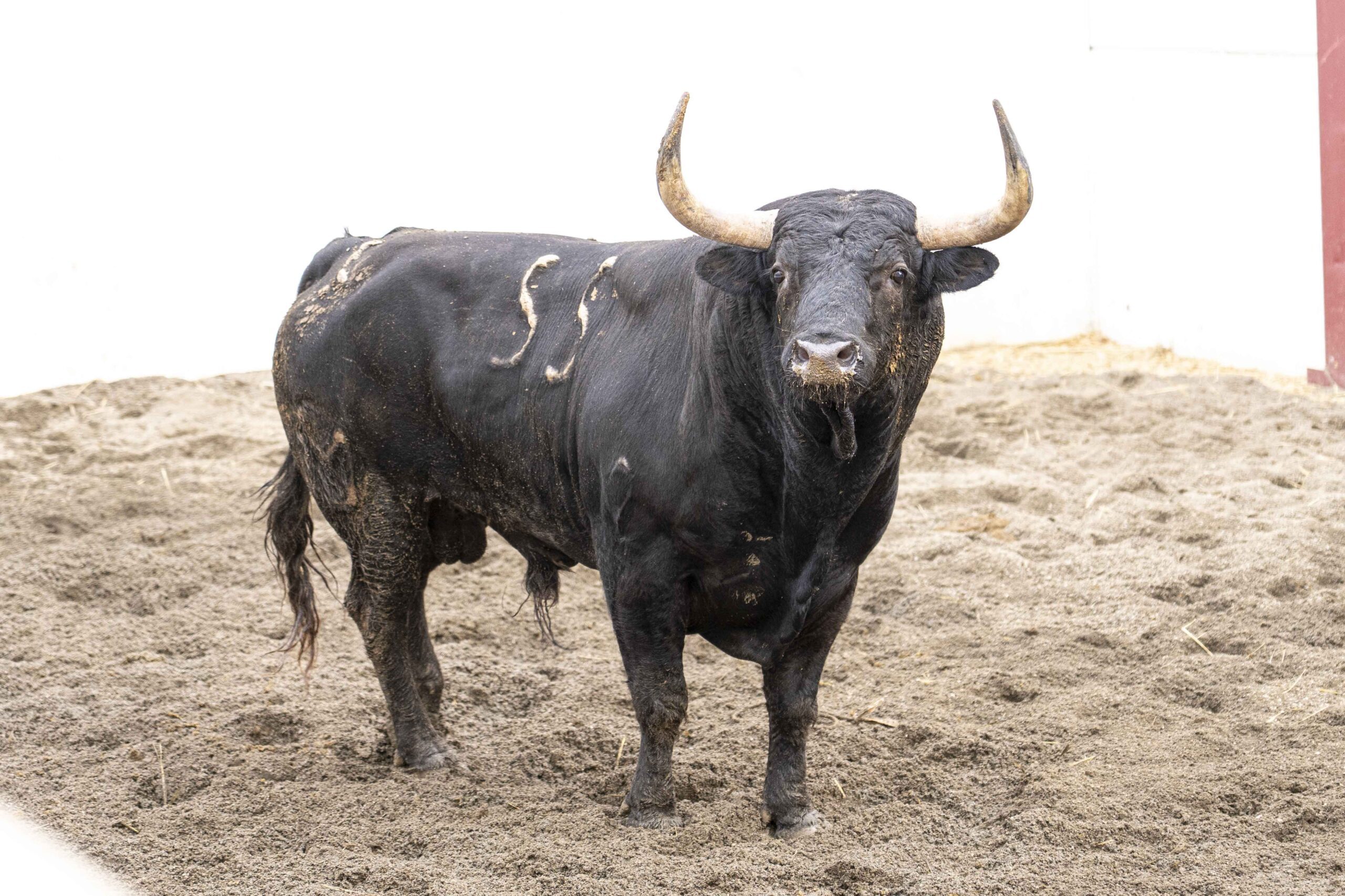 Seis de Núñez del Cuvillo para la primera comparecencia de Morante en Málaga