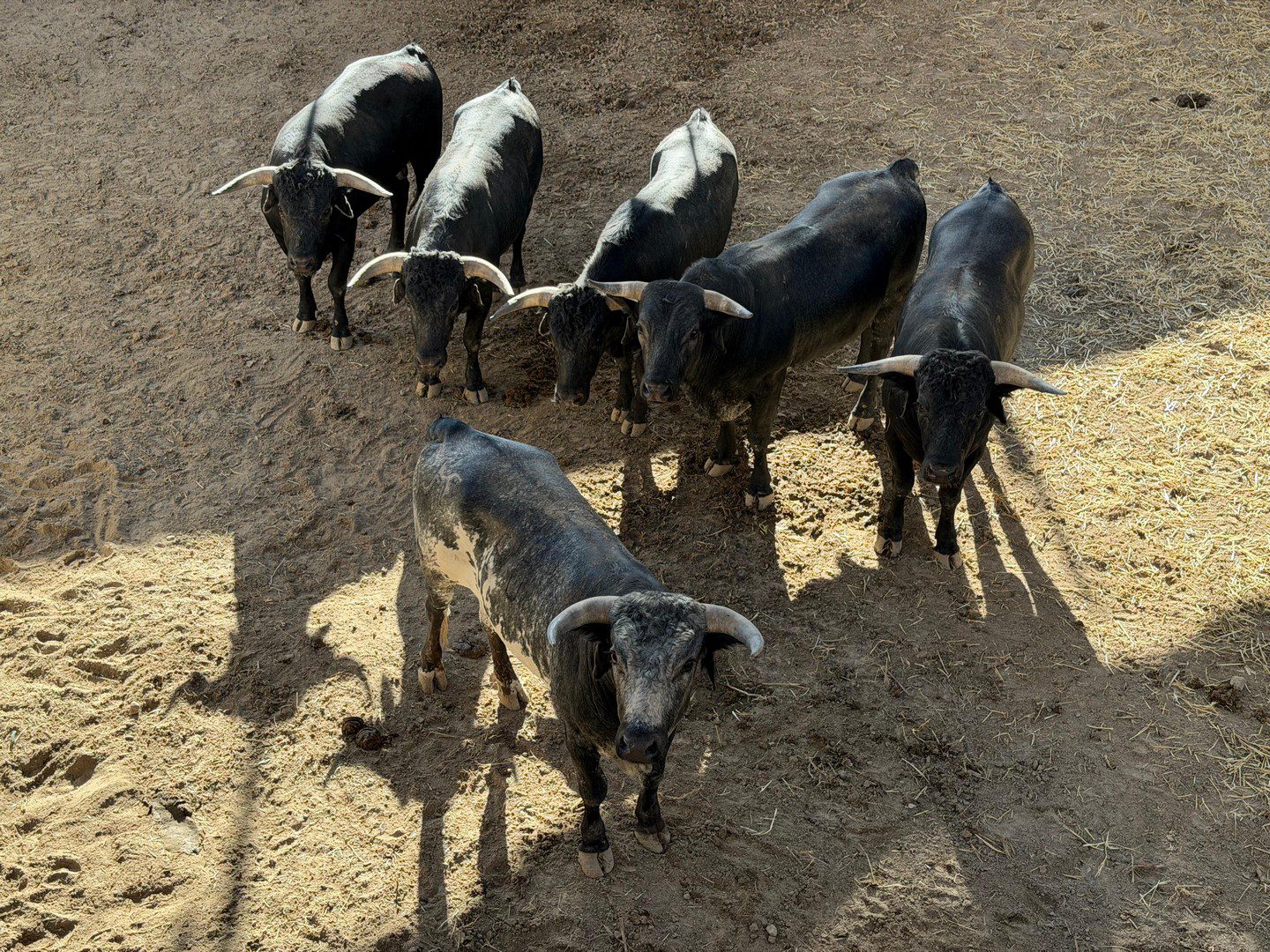 "Barbatristes", de Los Maños, abre la feria de La Albahaca de Huesca