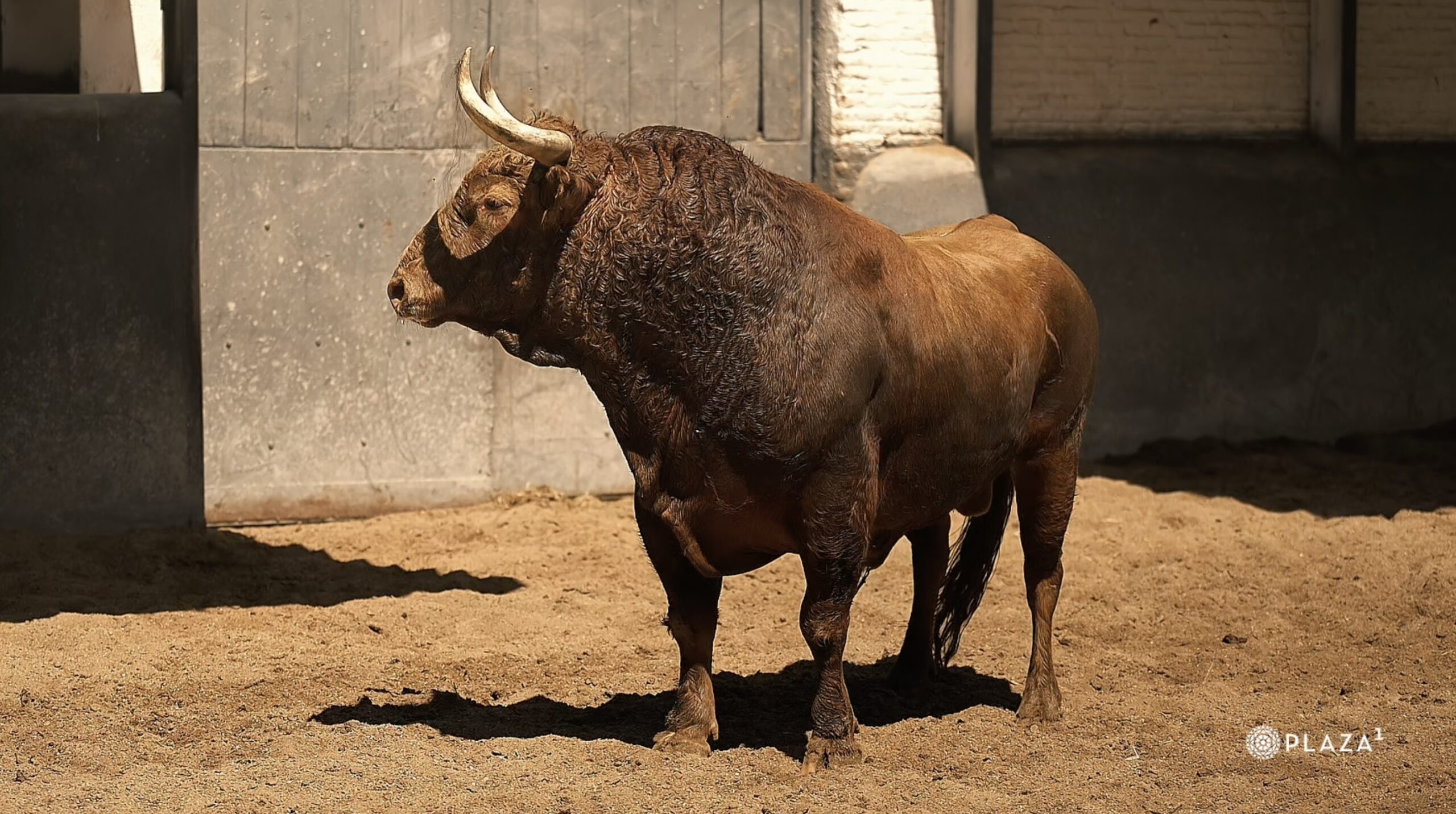 Así ha sido el espectacular desembarque de Pedraza de Yeltes en Las Ventas (Vídeo)