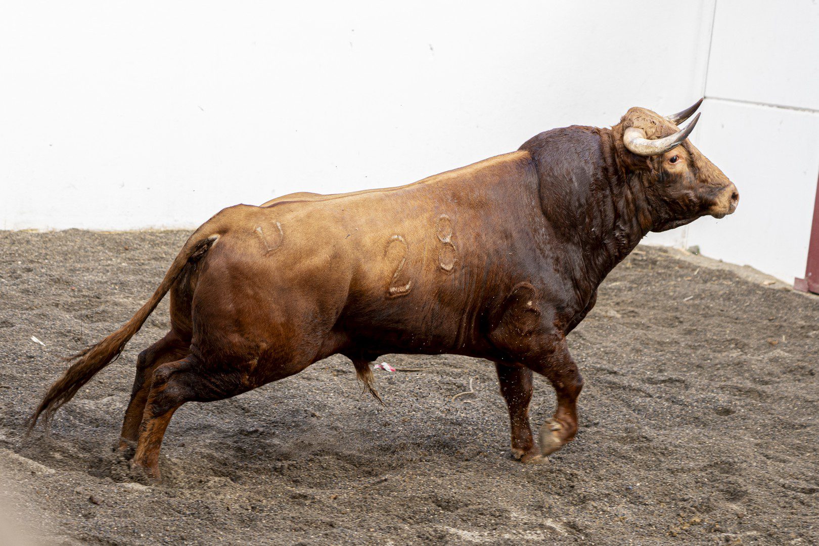 5.º novillo, CHANCHULLERO, de López Gibaja