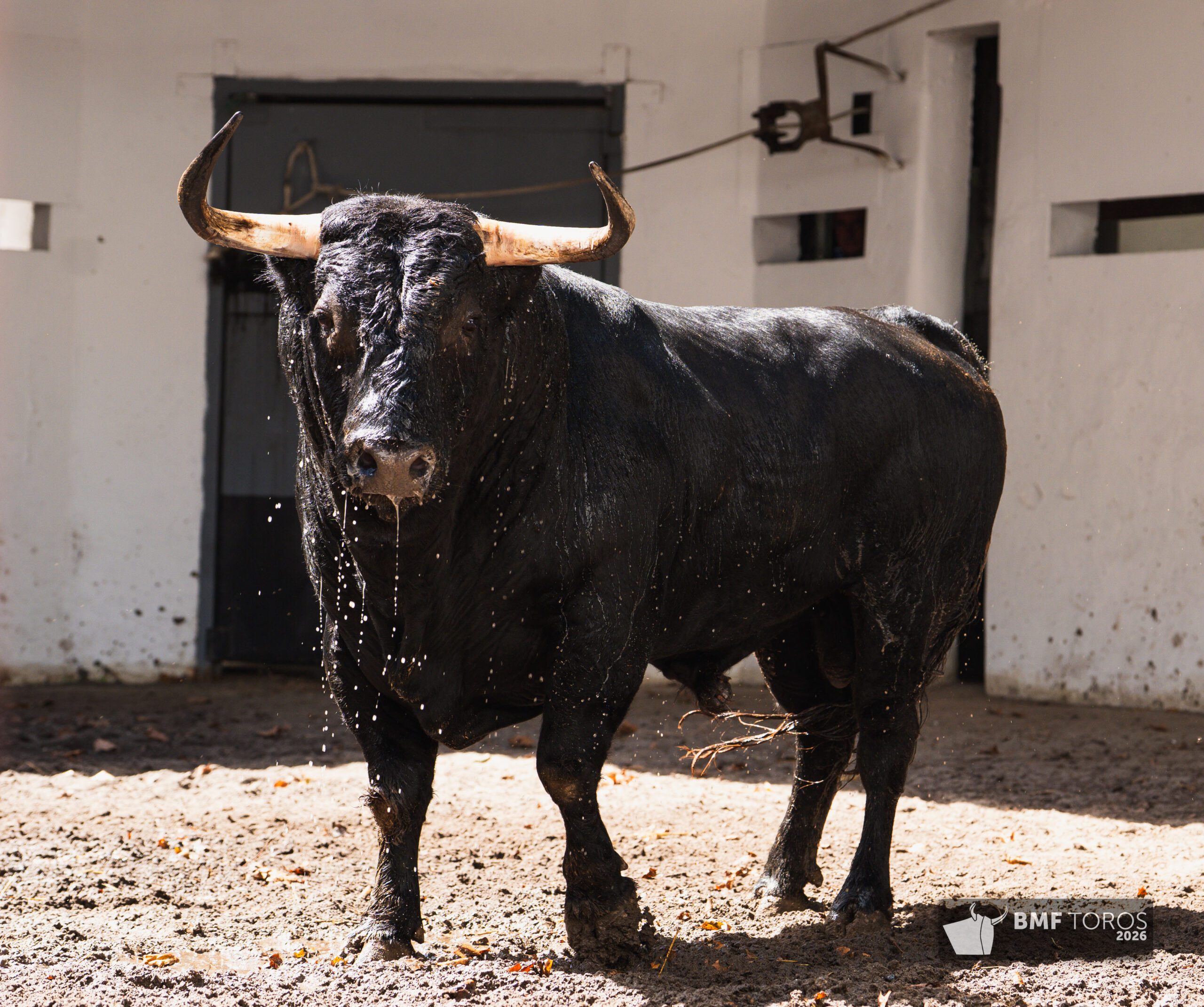 Coraje, quinto toro de Garcigrande
