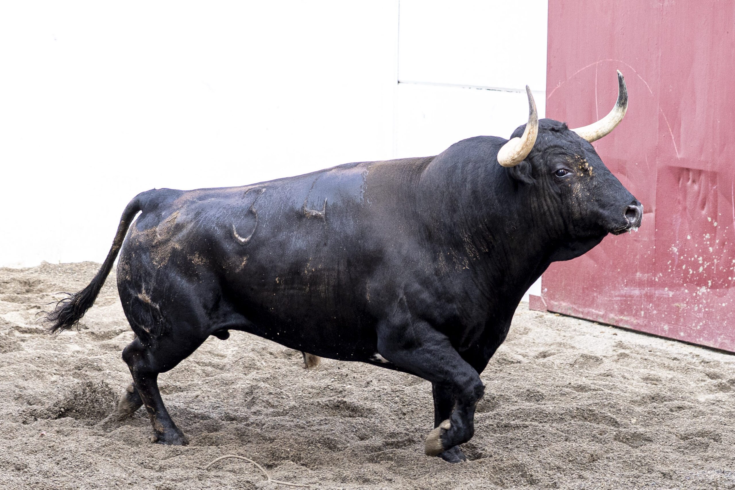 Vacilón