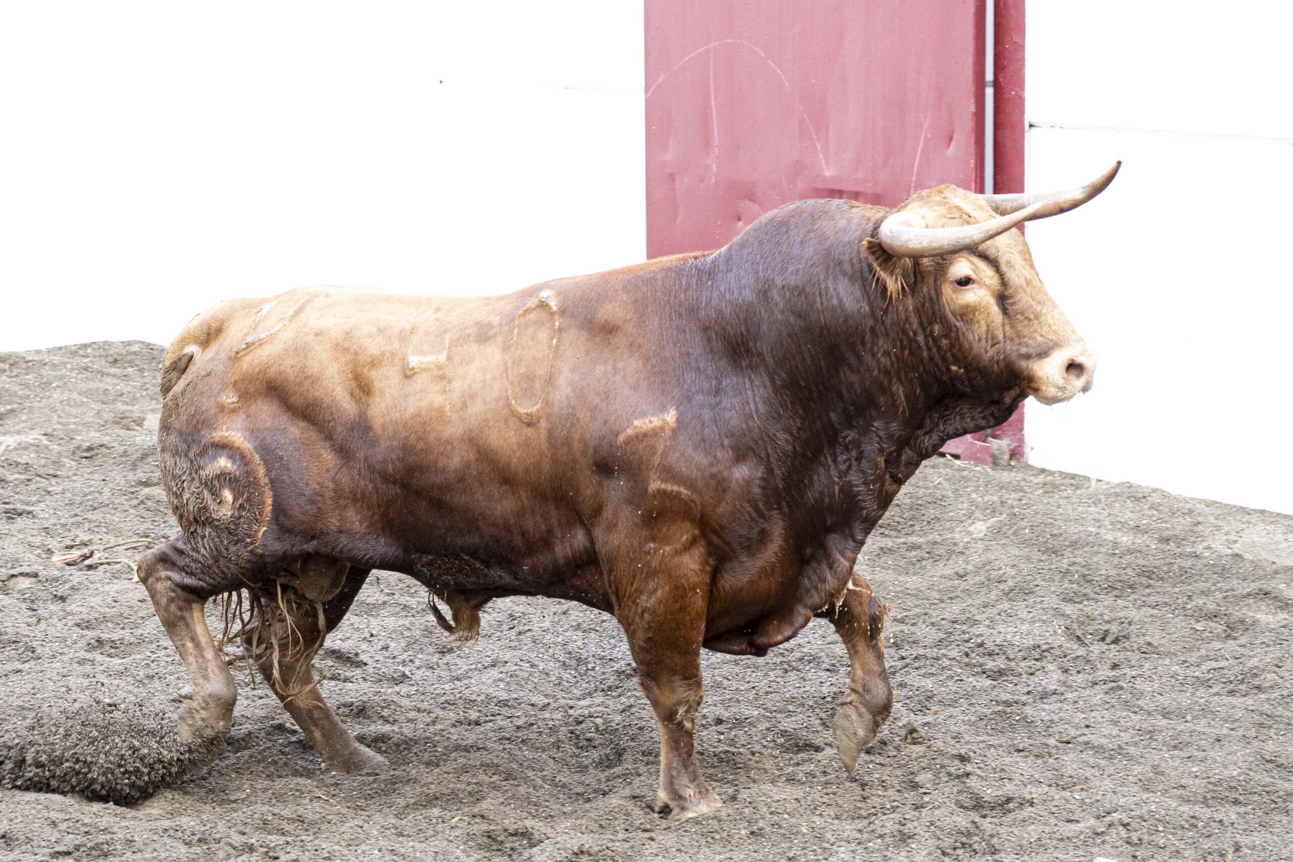 6.º Jarrero