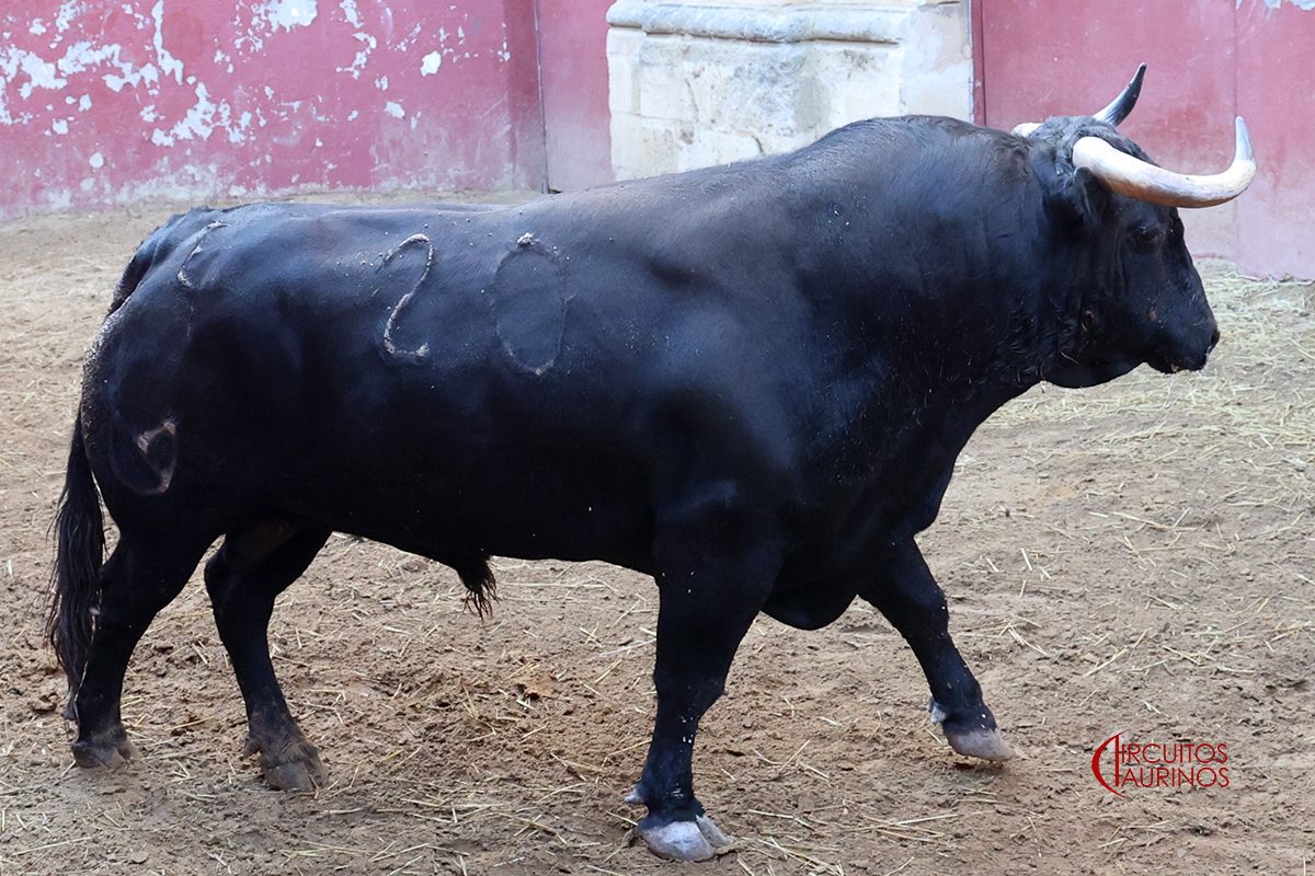 Encierro de Núñez del Cuvillo para El Puerto