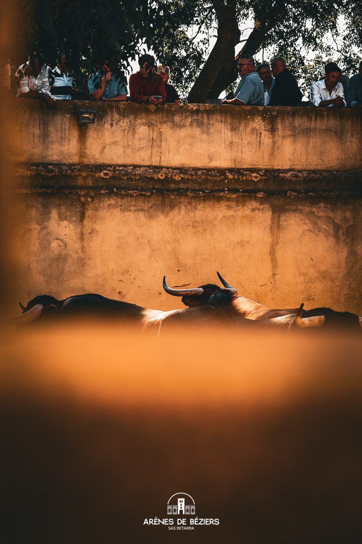 Toros en los corrales de Béziers