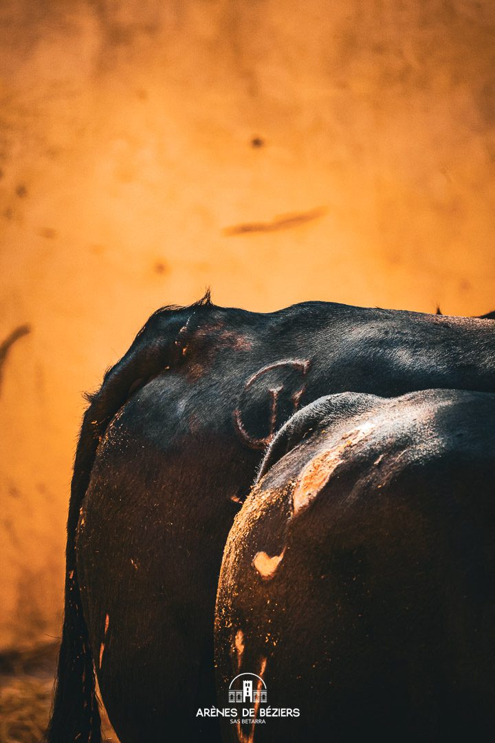 Toros en los corrales de Béziers