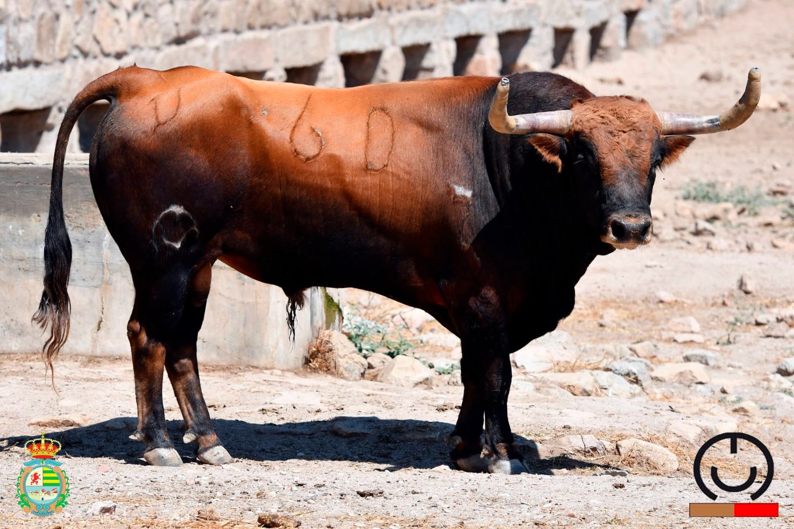 Chorlito, segundo