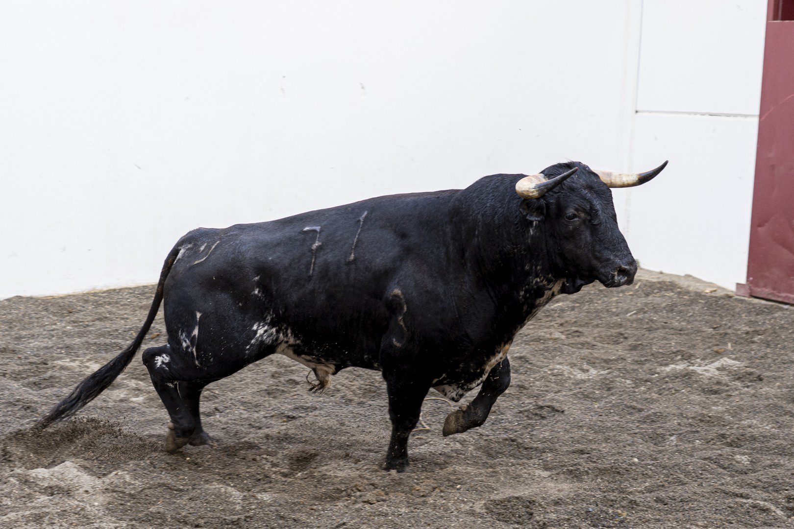 6.º novillo, ZOJITO, de López Gibaja